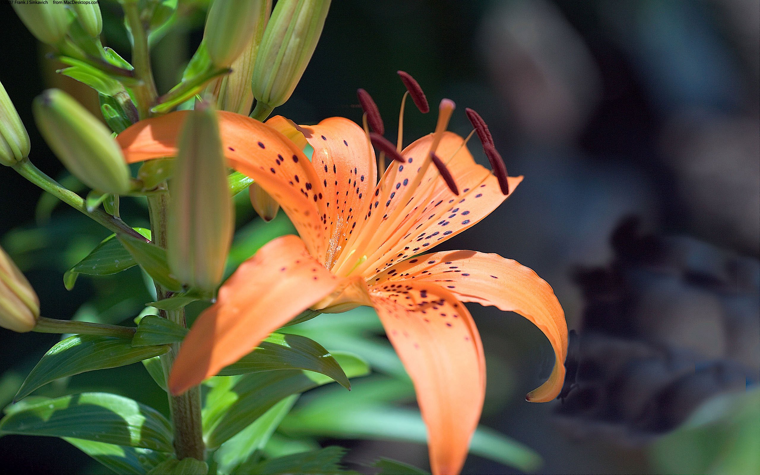 小清新,花卉,水仙,Daffodi,娇艳欲滴,儿童桌面专用