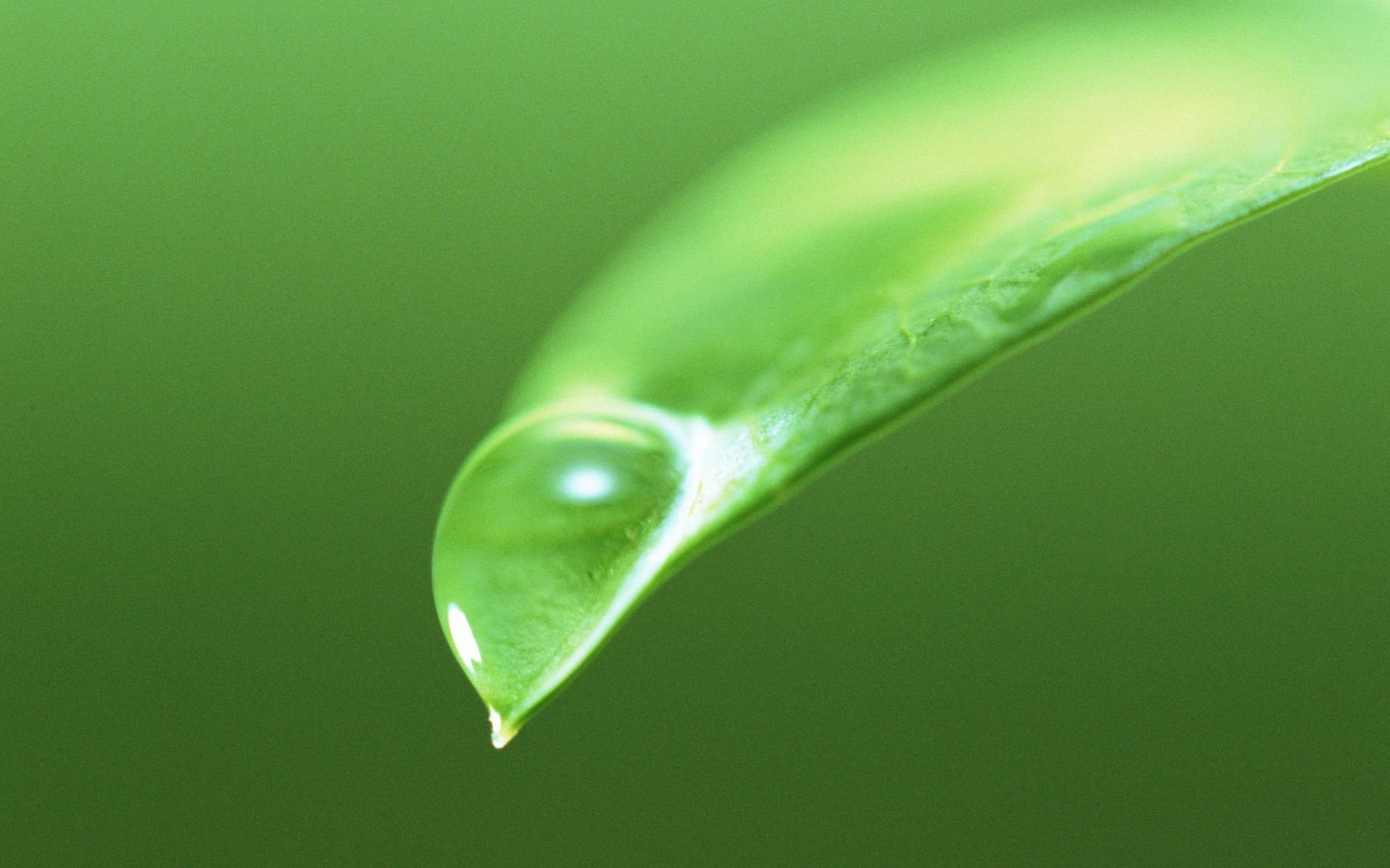 水珠,绿叶,嫩芽,护眼壁纸,护眼,儿童桌面专用