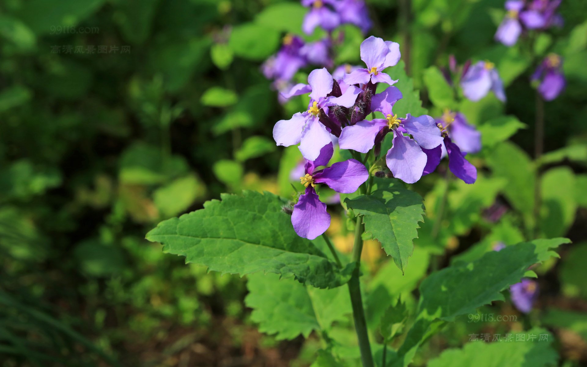 二月兰,诸葛菜,花卉,鸟语花香,儿童桌面专用