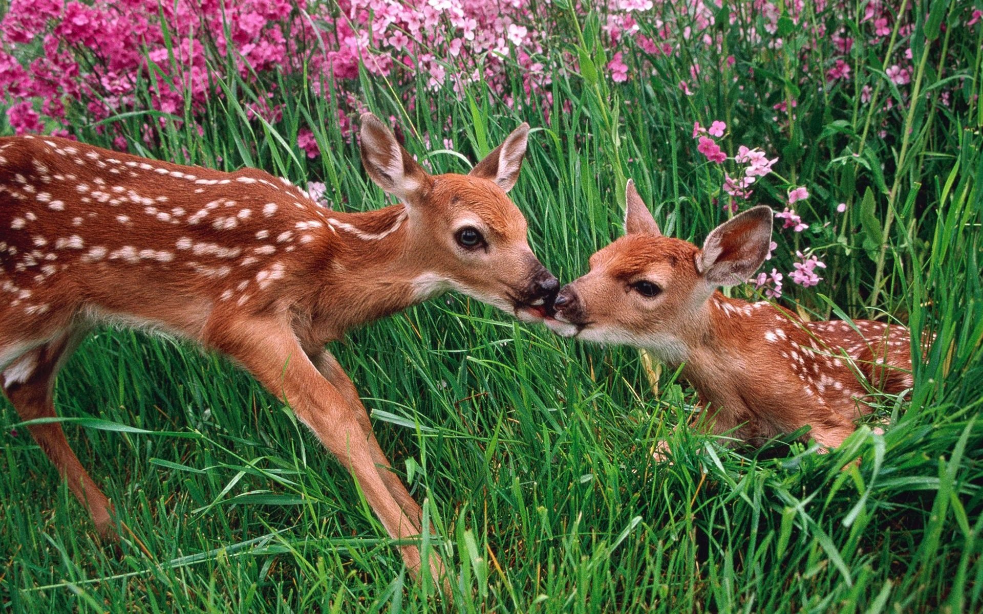 萌宠,野生动物,鹿,十一月二十九日精选,儿童桌面专用
