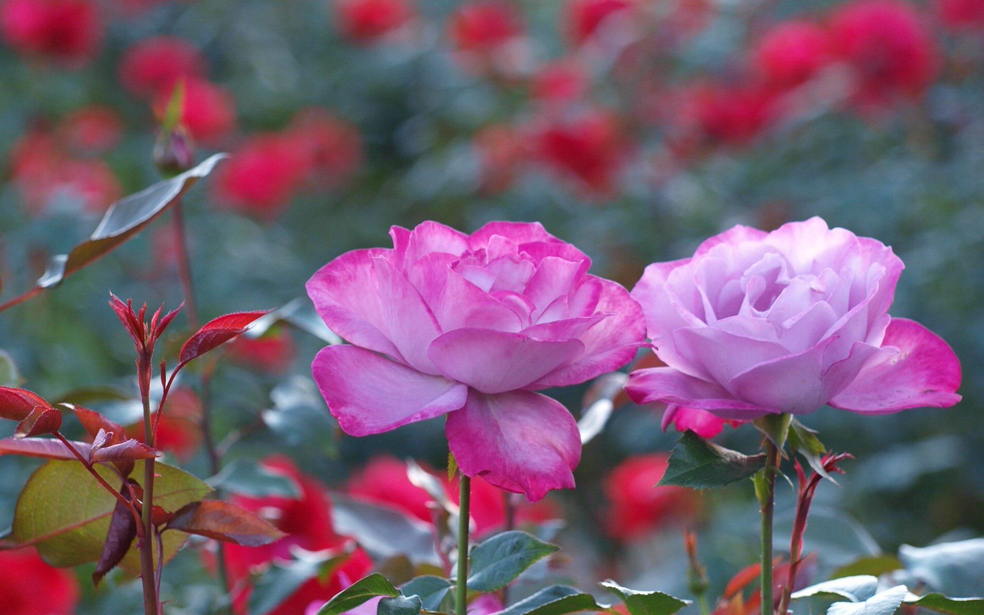 小清新,娇艳欲滴,鲜花,十一月二十九日精选,儿童桌面专用