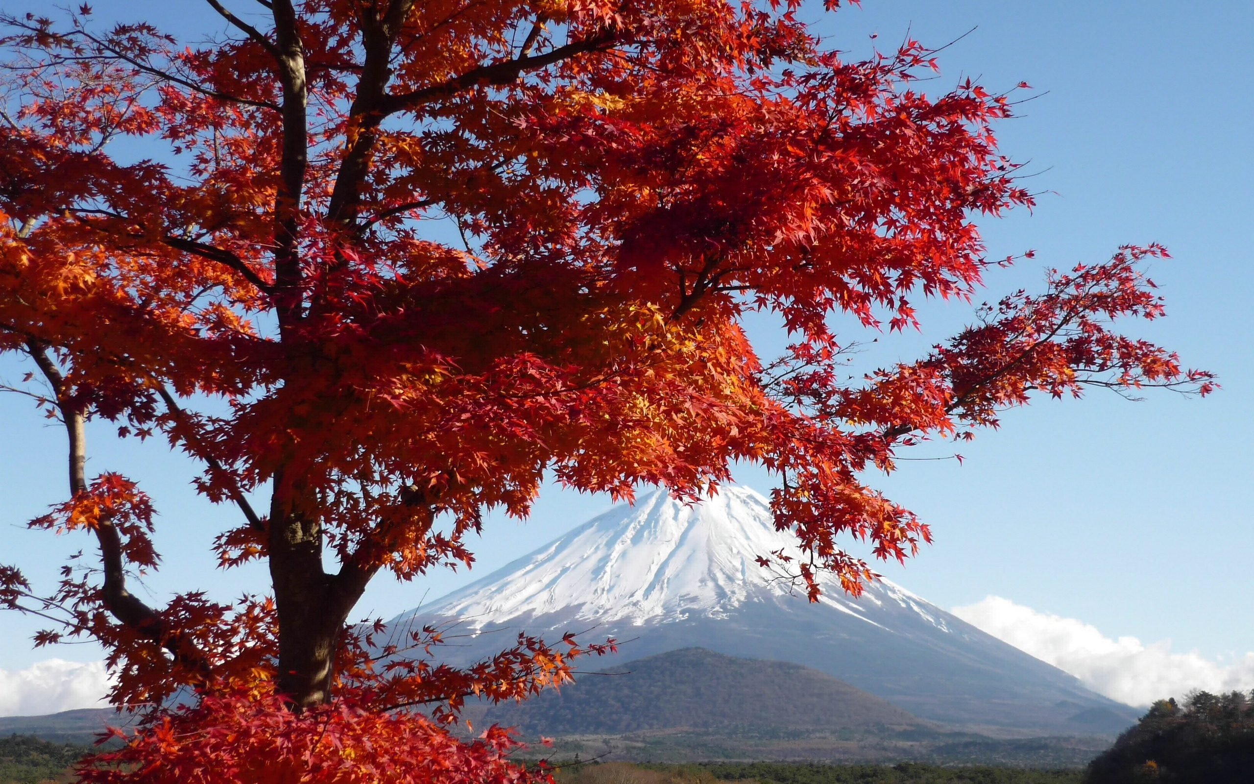 风景,秋意正浓,富士山,十一月二十九日精选,儿童桌面专用