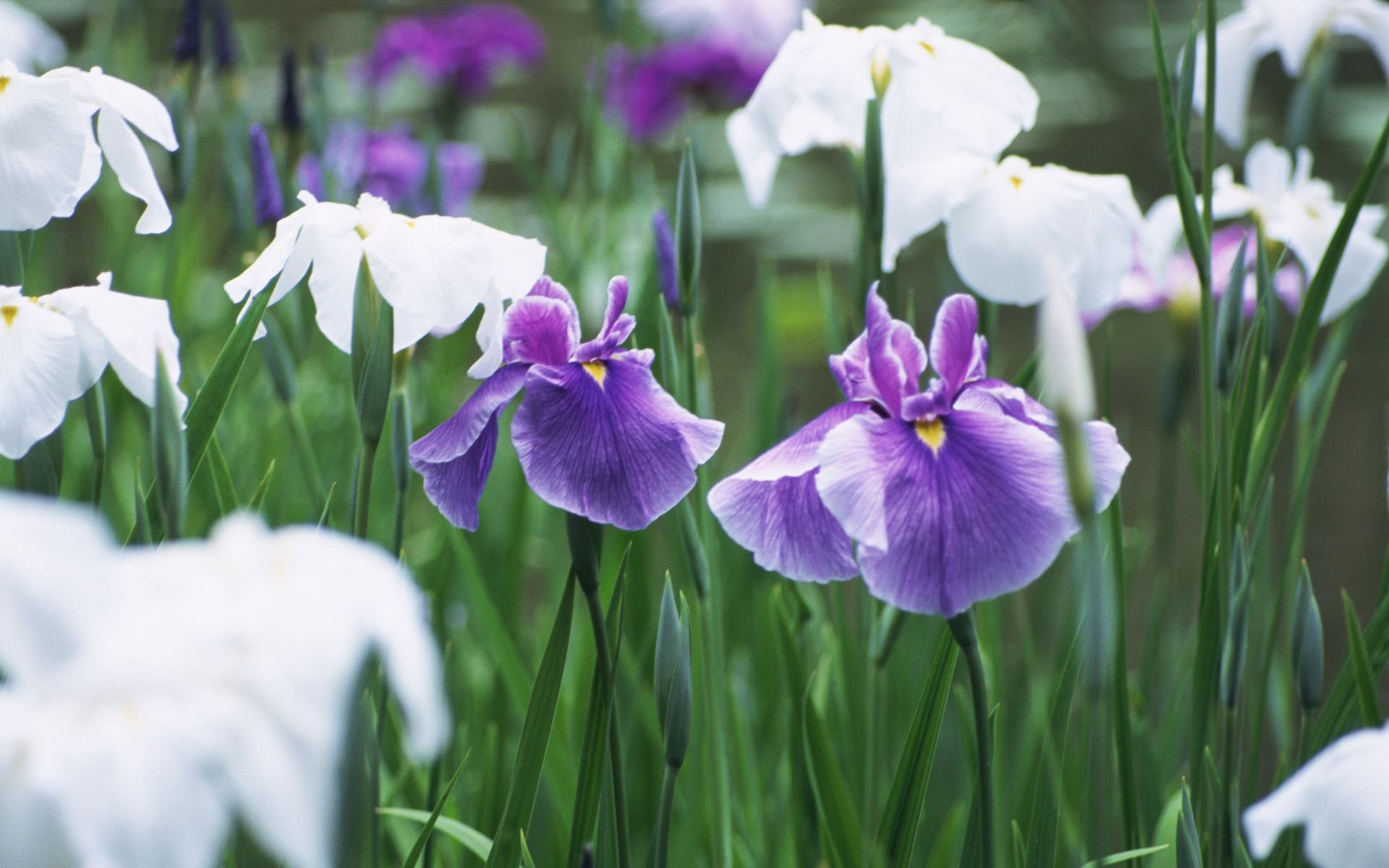 清新淡雅,花卉,紫色,花丛,儿童桌面专用
