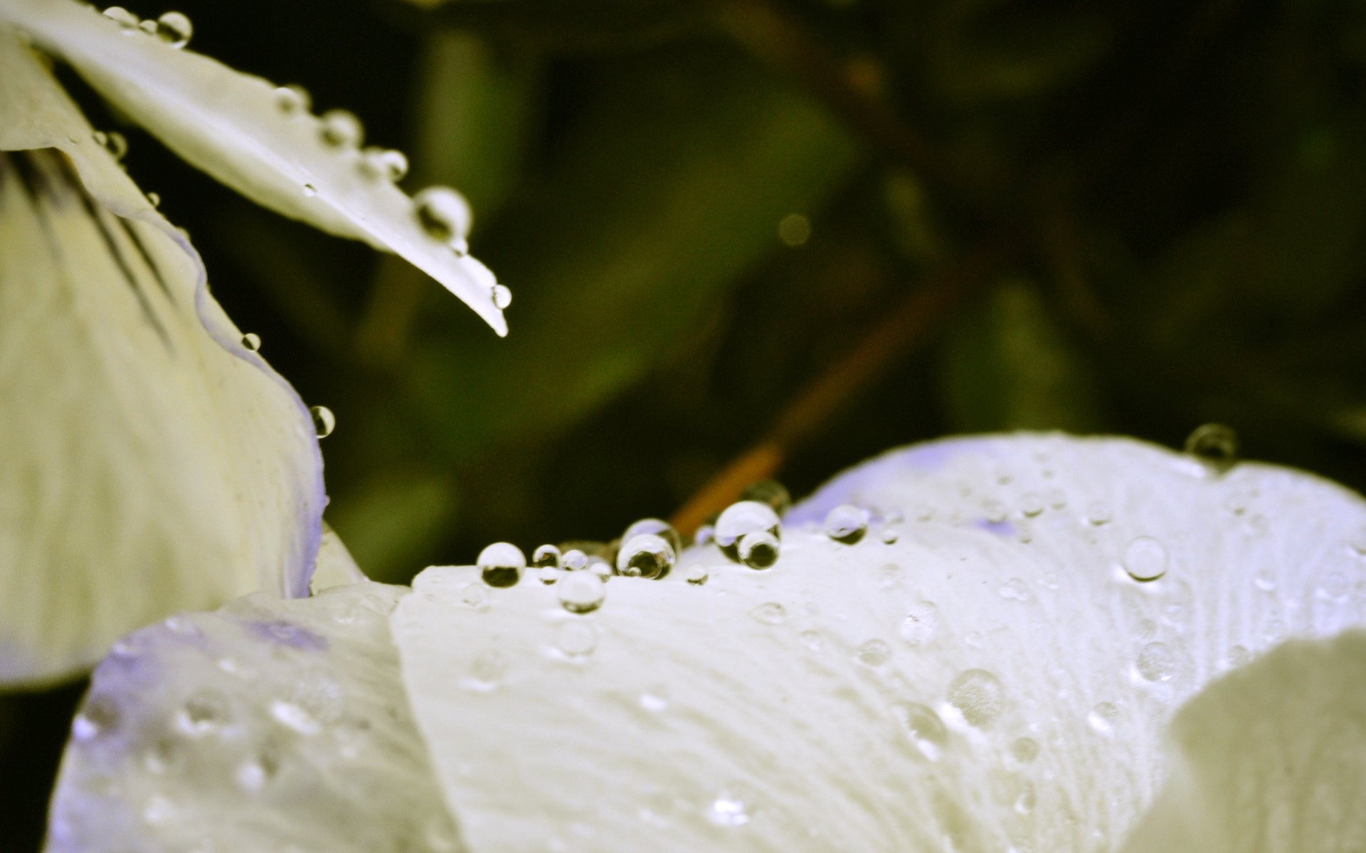 小清新,娇艳欲滴,十一月二十九日精选,儿童桌面专用