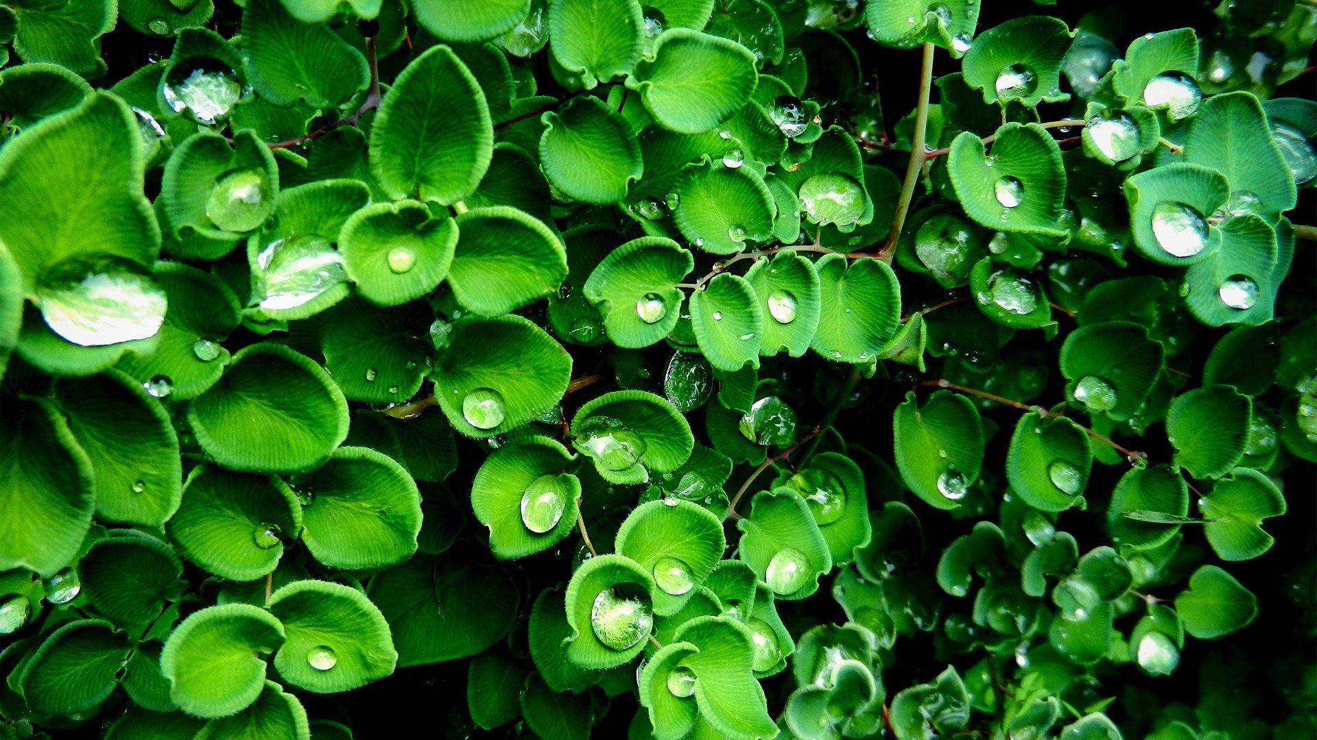 小清新,舒缓压力,十一月二十八日精选,儿童桌面专用