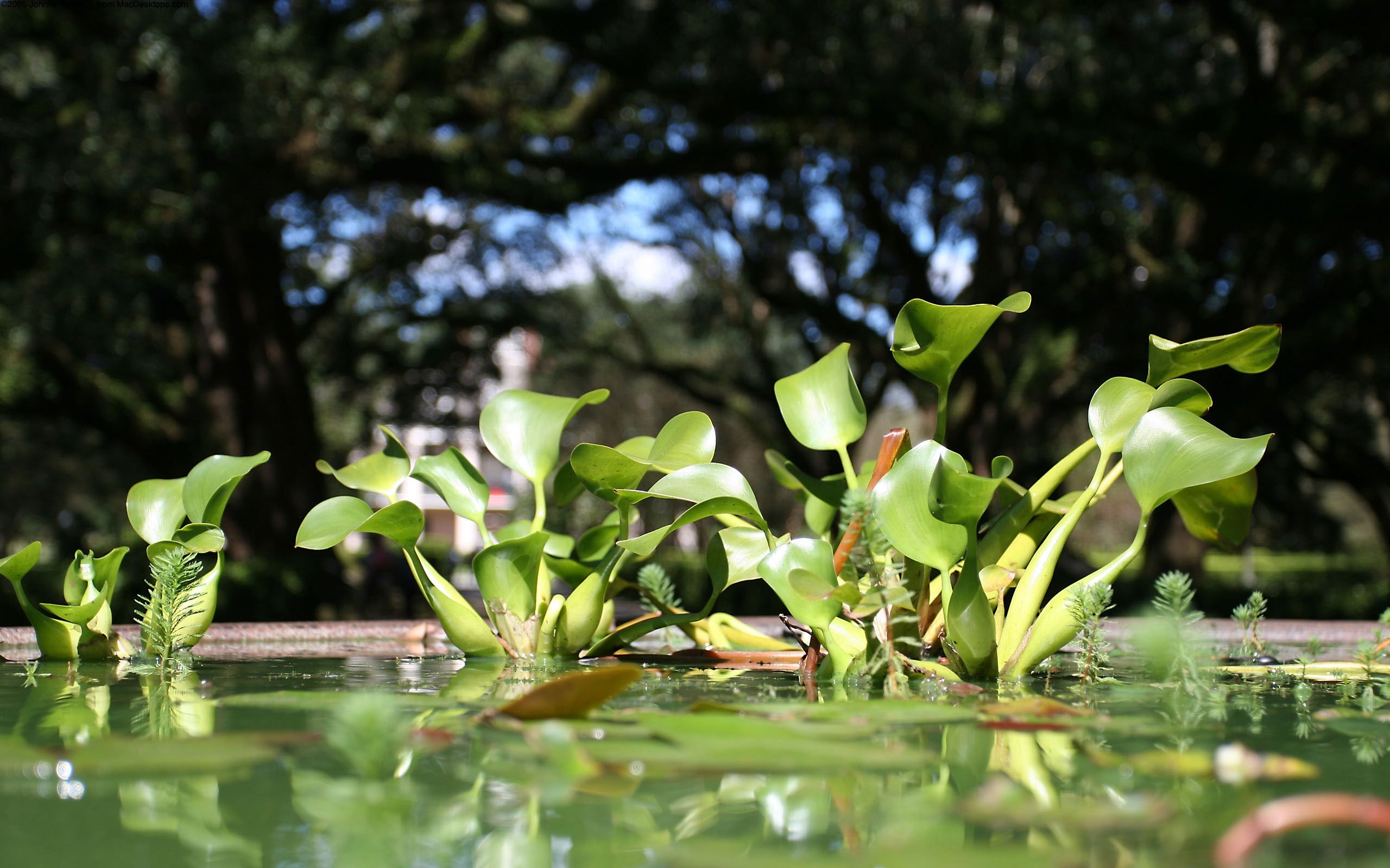 花卉,水仙,Daffodi,清新淡雅,儿童桌面专用