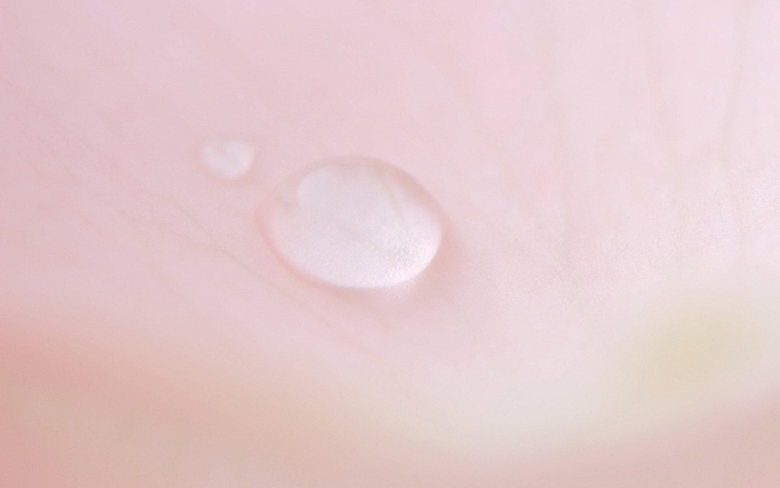 静物,高清,简约,儿童桌面专用