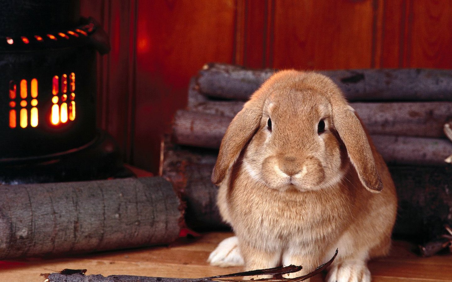 萌宠,卖萌图,兔子,十一月二十九日精选,儿童桌面专用
