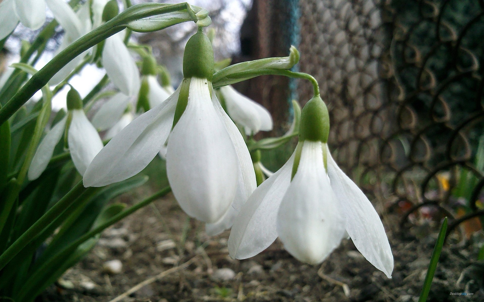雪花莲,待雪草,花卉,娇艳欲滴,儿童桌面专用