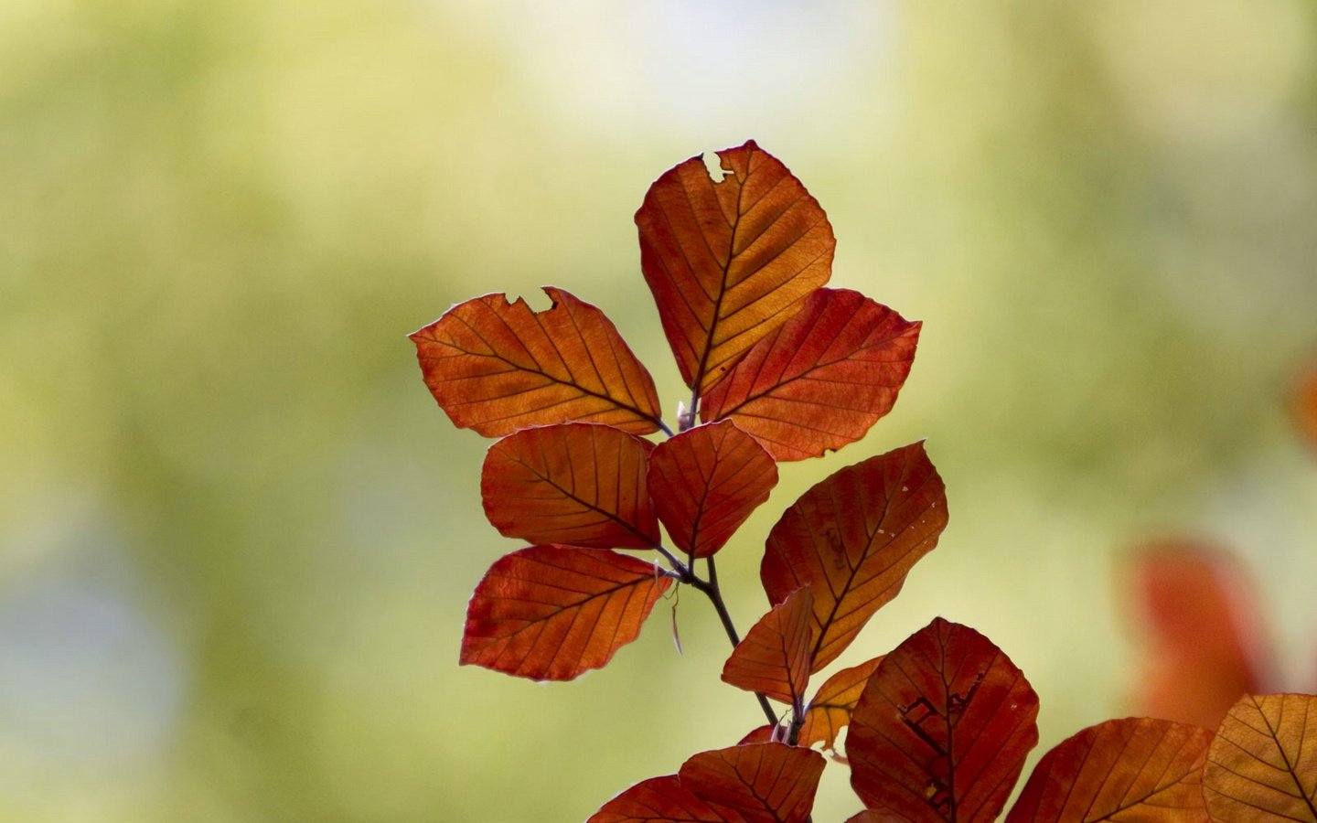 小清新,护眼壁纸,十一月二十八日精选,儿童桌面专用