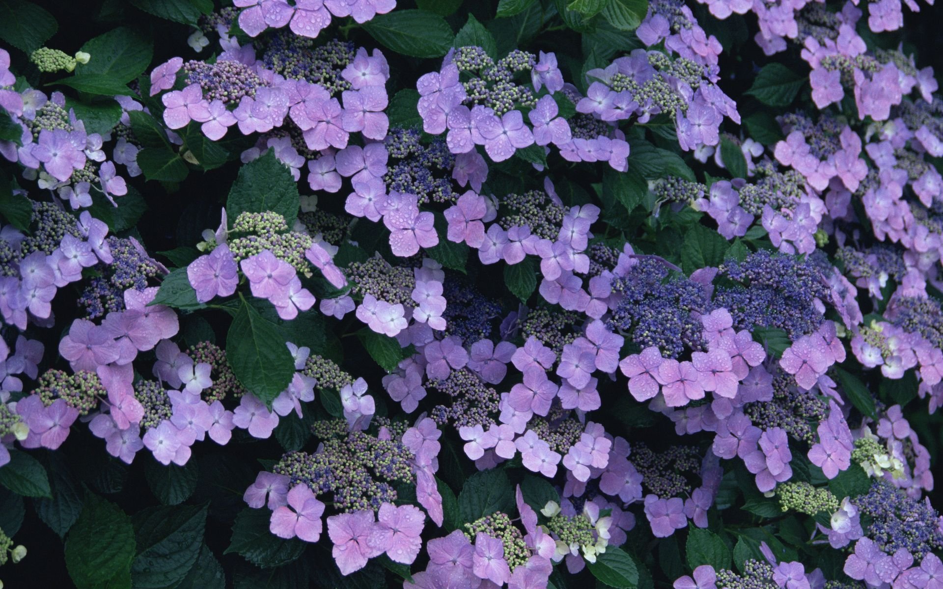 紫色花丛,花丛,清新淡雅,儿童桌面专用