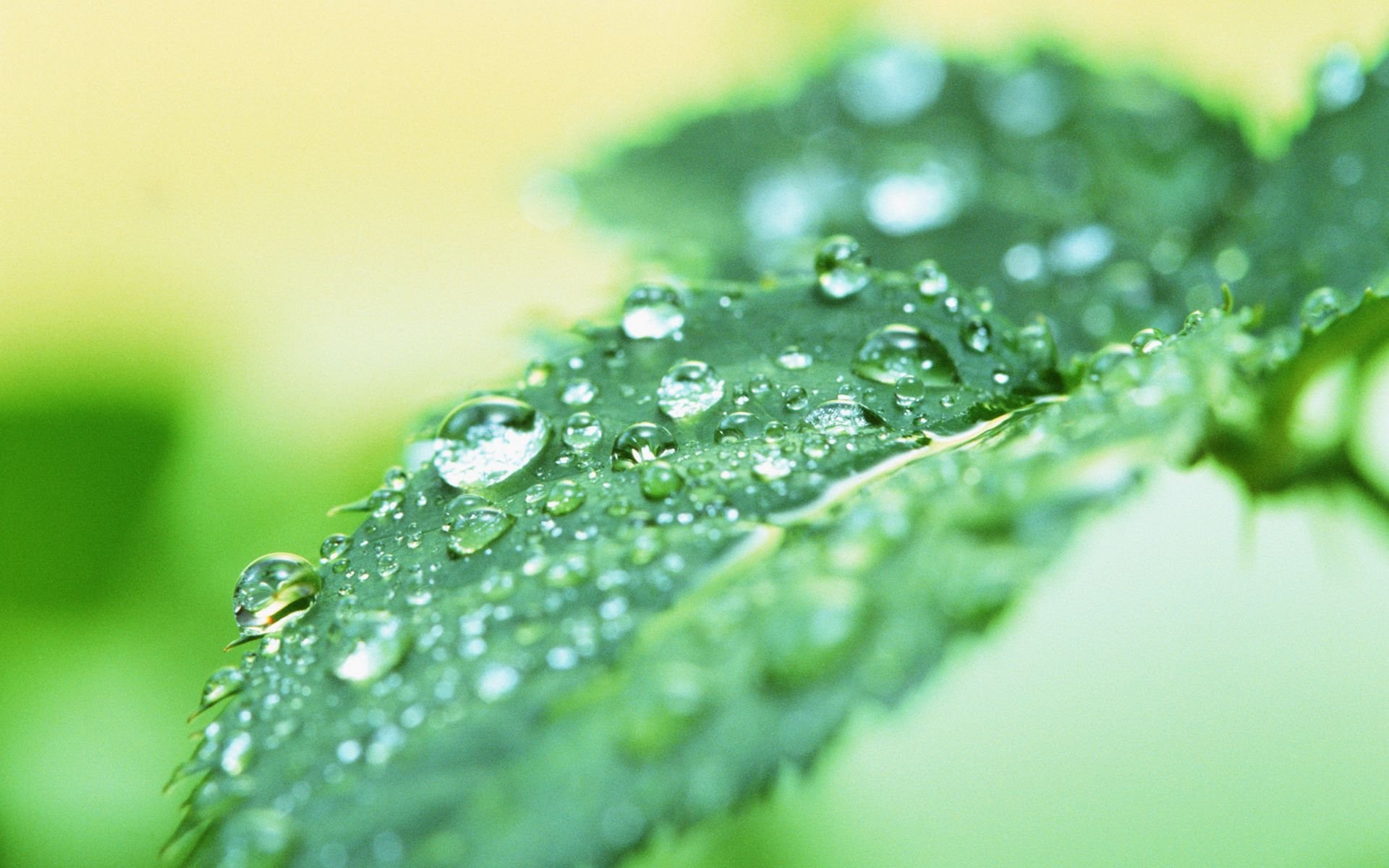 水珠,绿叶,嫩芽,护眼壁纸,儿童桌面专用