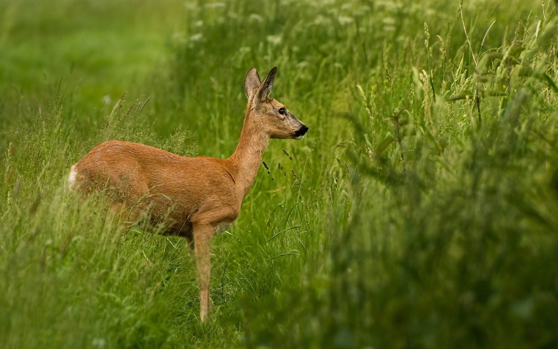 萌宠,野生动物,鹿,十一月二十九日精选,儿童桌面专用