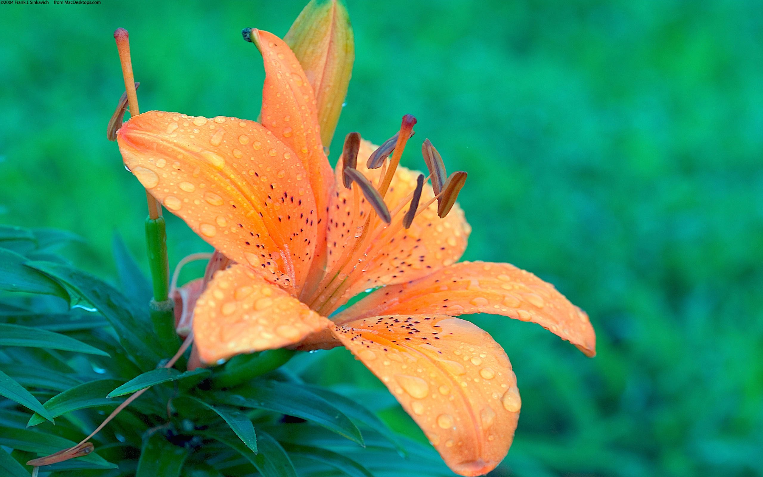 花卉,水仙,Daffodi,娇艳欲滴,儿童桌面专用