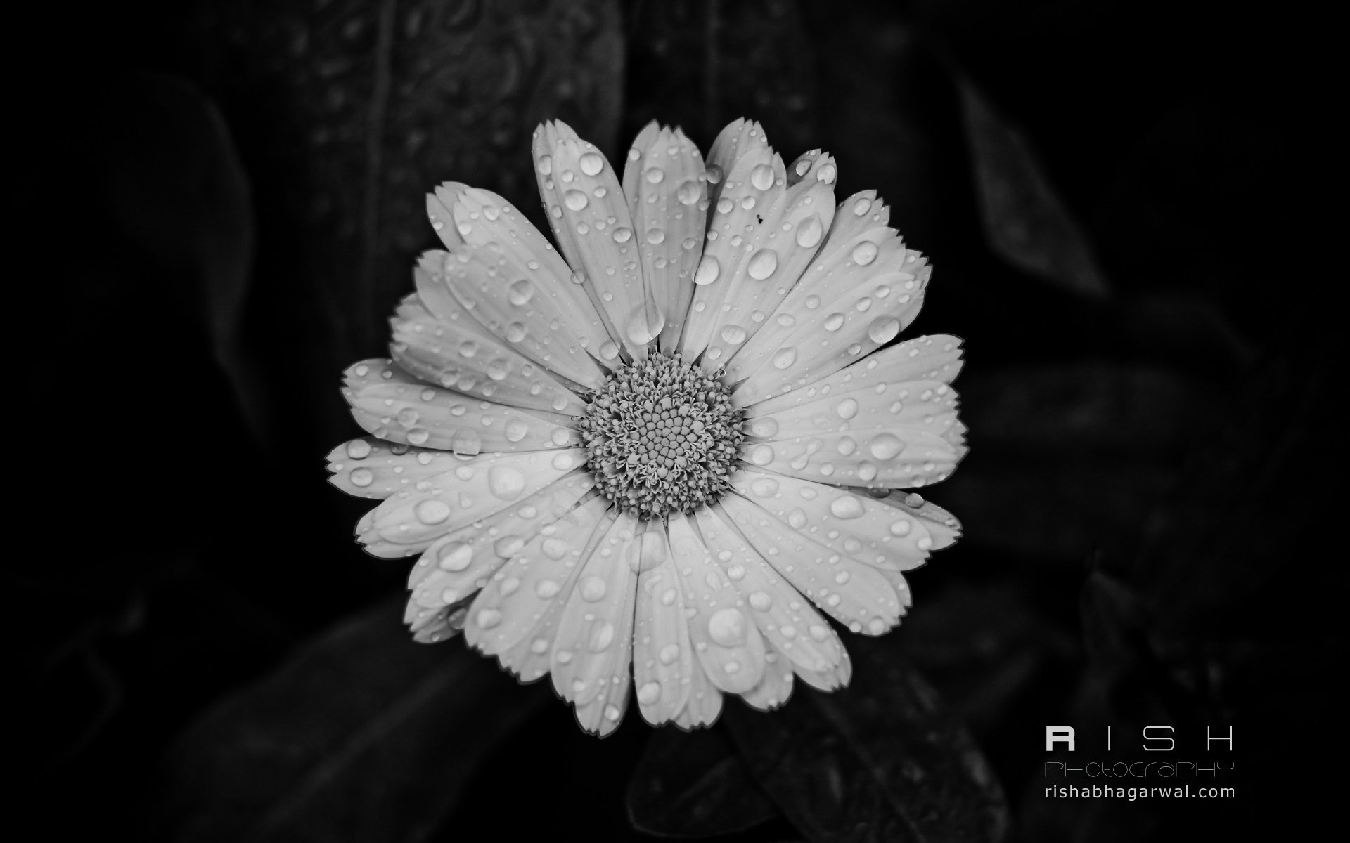 精彩,瞬间,简约,儿童桌面专用