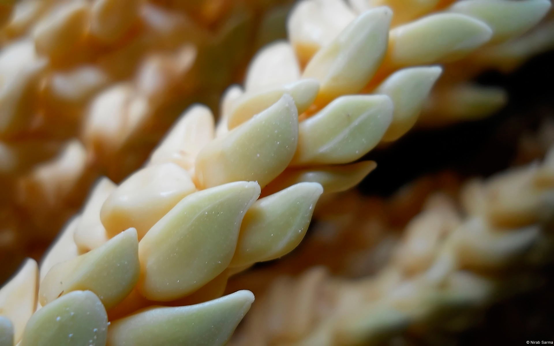 摄影,植物,生命,静物写真,儿童桌面专用