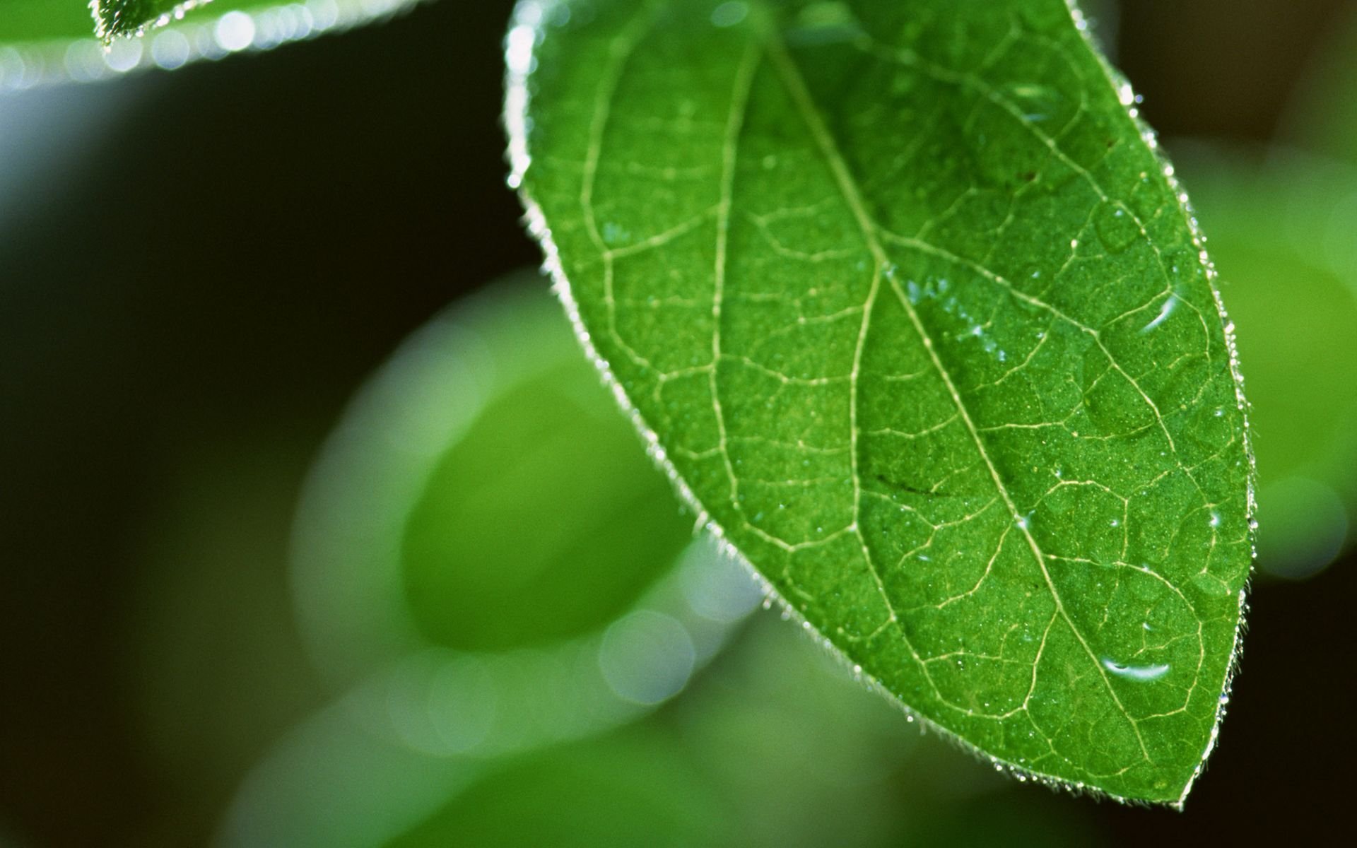 水珠,绿叶,嫩芽,护眼壁纸,儿童桌面专用