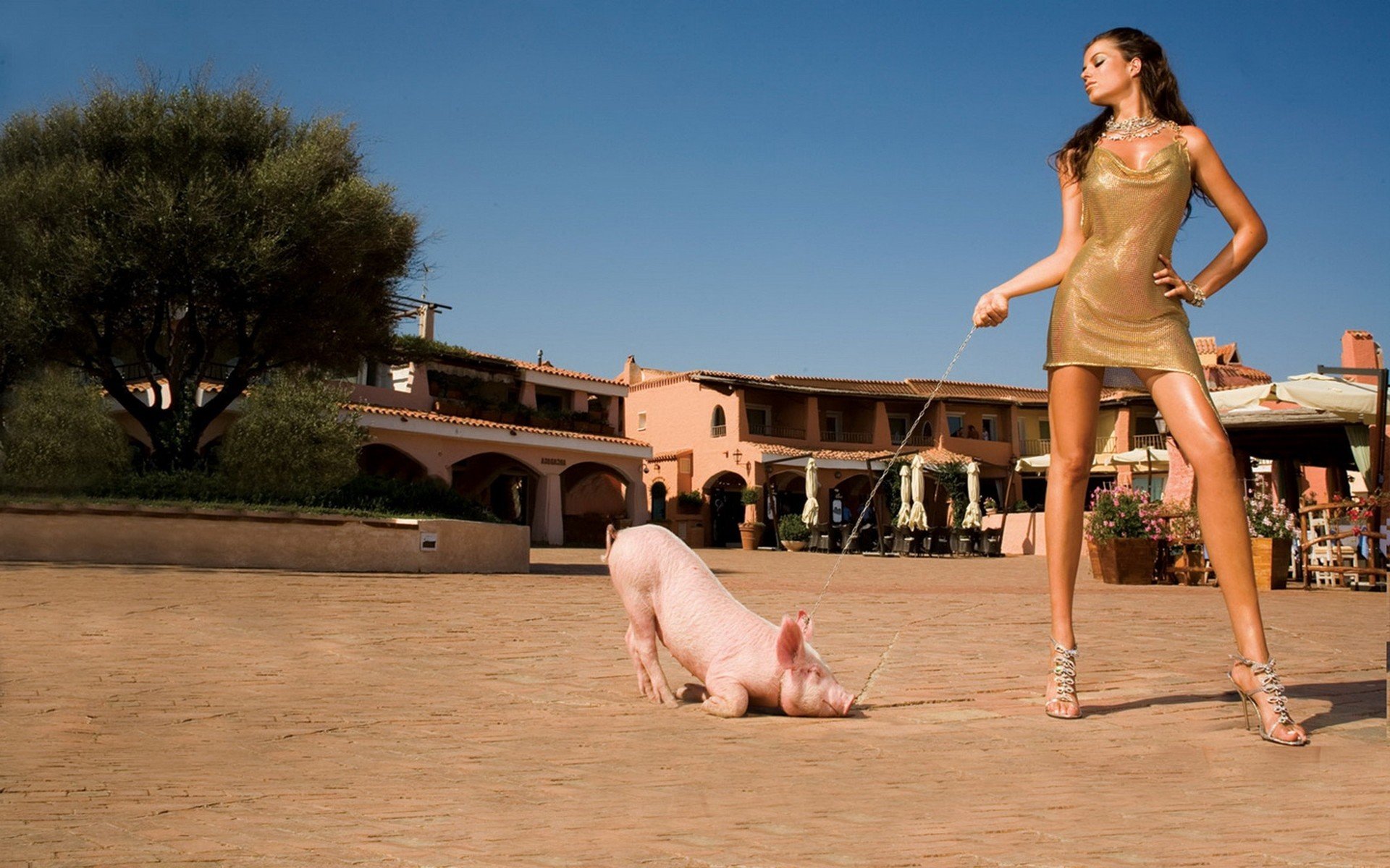 萌宠,卖萌图,猪,十一月二十九日精选,儿童桌面专用