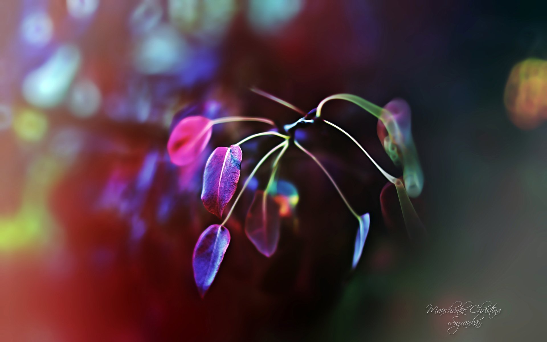 小清新,花卉,清新淡雅,儿童桌面专用