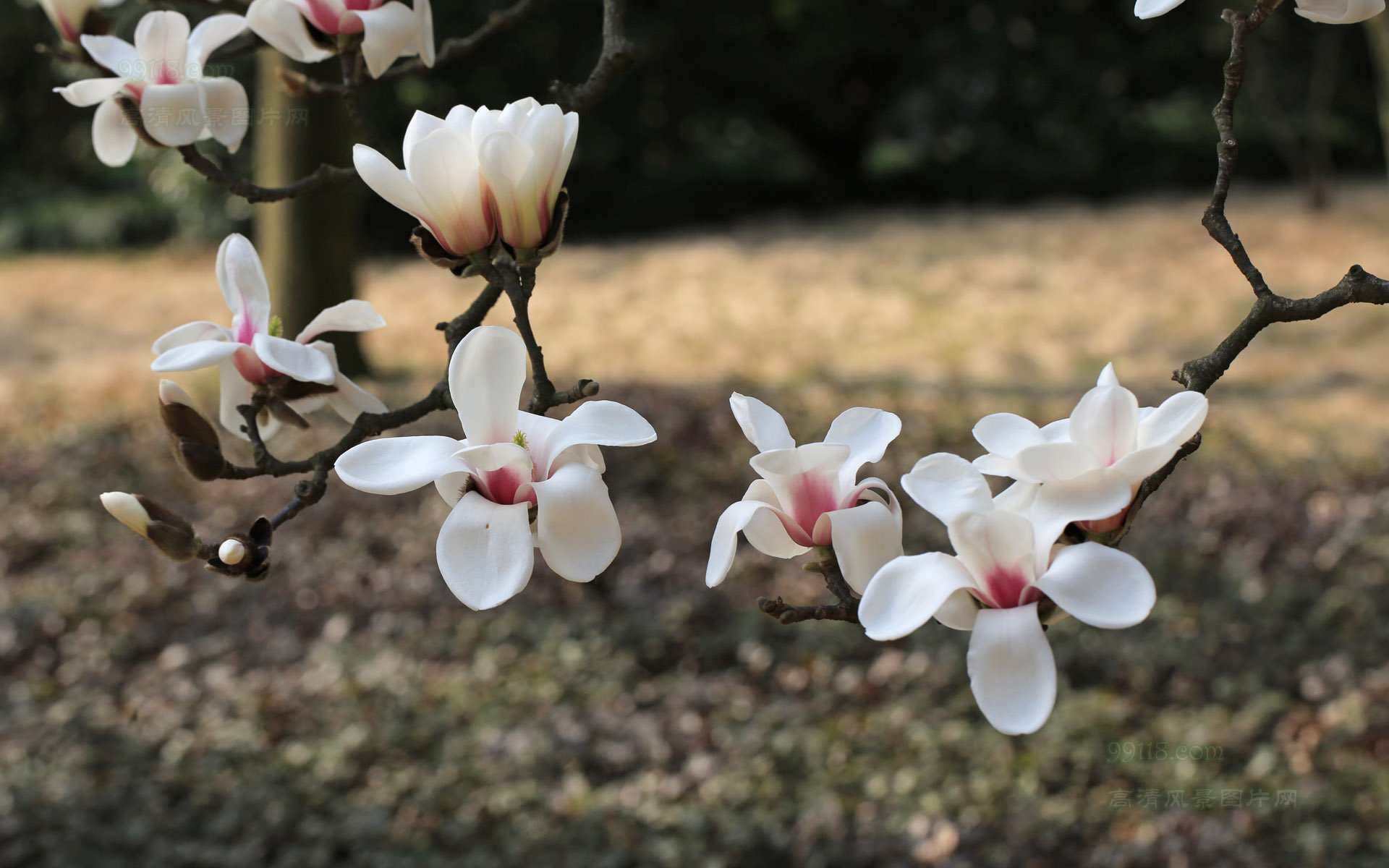 白玉兰,木兰,玉兰,娇艳欲滴,儿童桌面专用