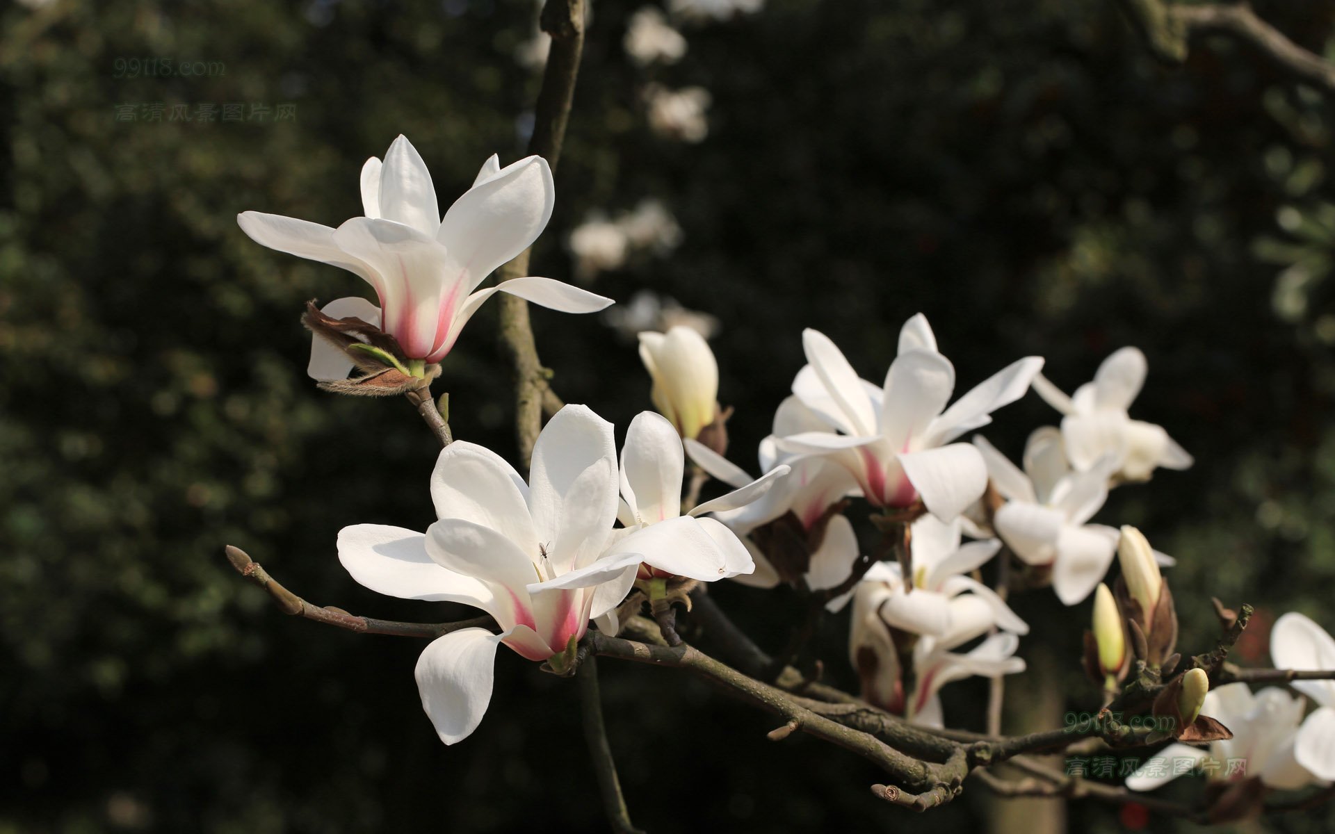 白玉兰,木兰,玉兰,鸟语花香,花卉,儿童桌面专用