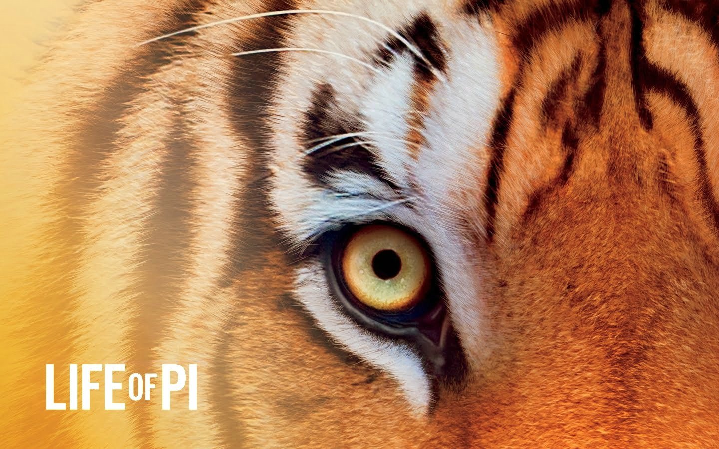 影视,少年派奇幻漂流壁纸,十一月二十八日精选