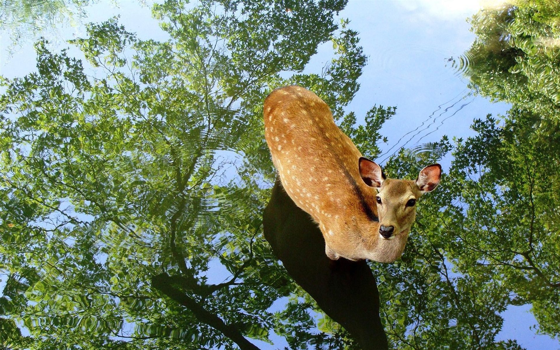 萌宠,野生动物,鹿,十一月二十九日精选,儿童桌面专用