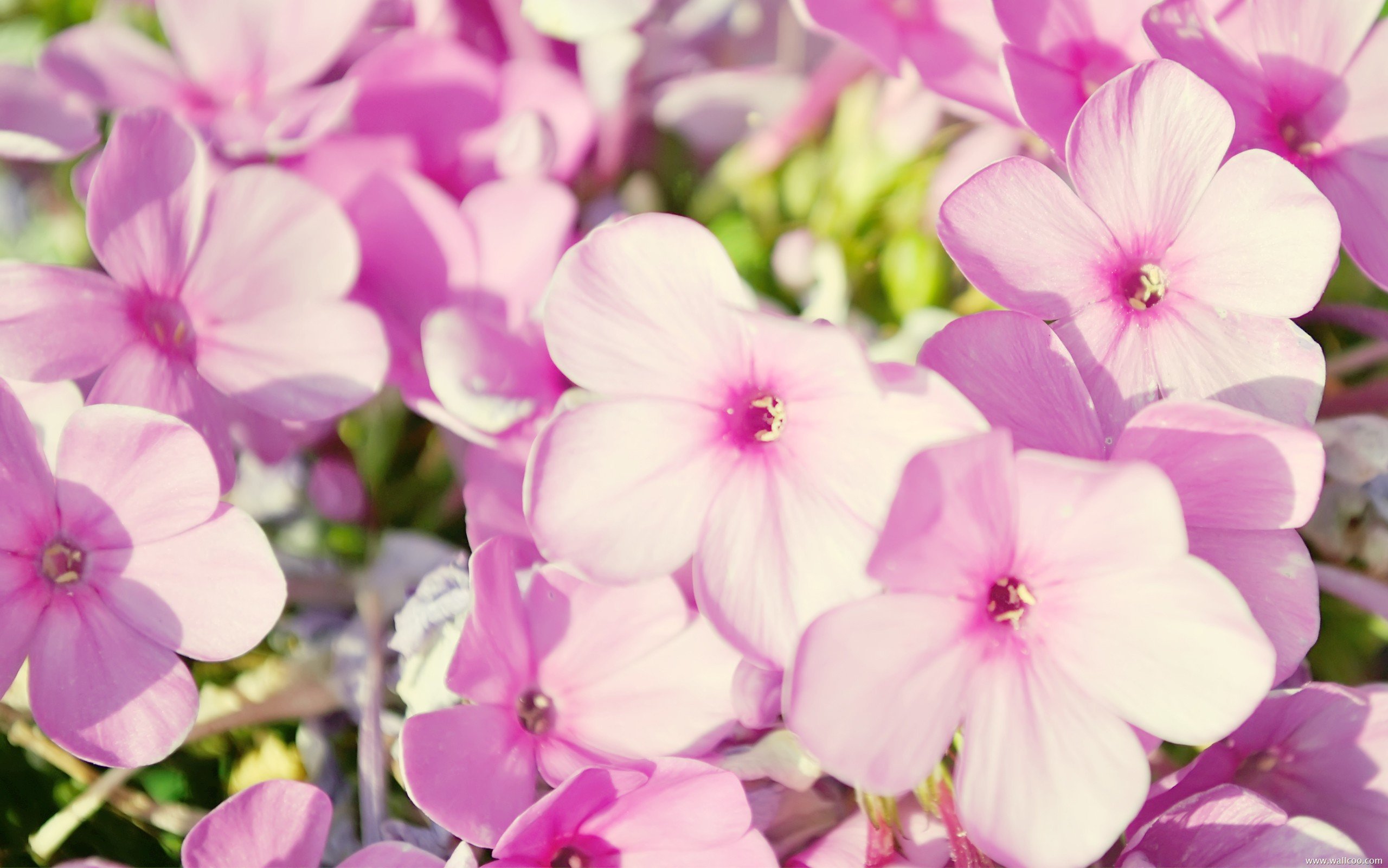 花卉,清新花卉,美丽花卉,娇艳欲滴,儿童桌面专用