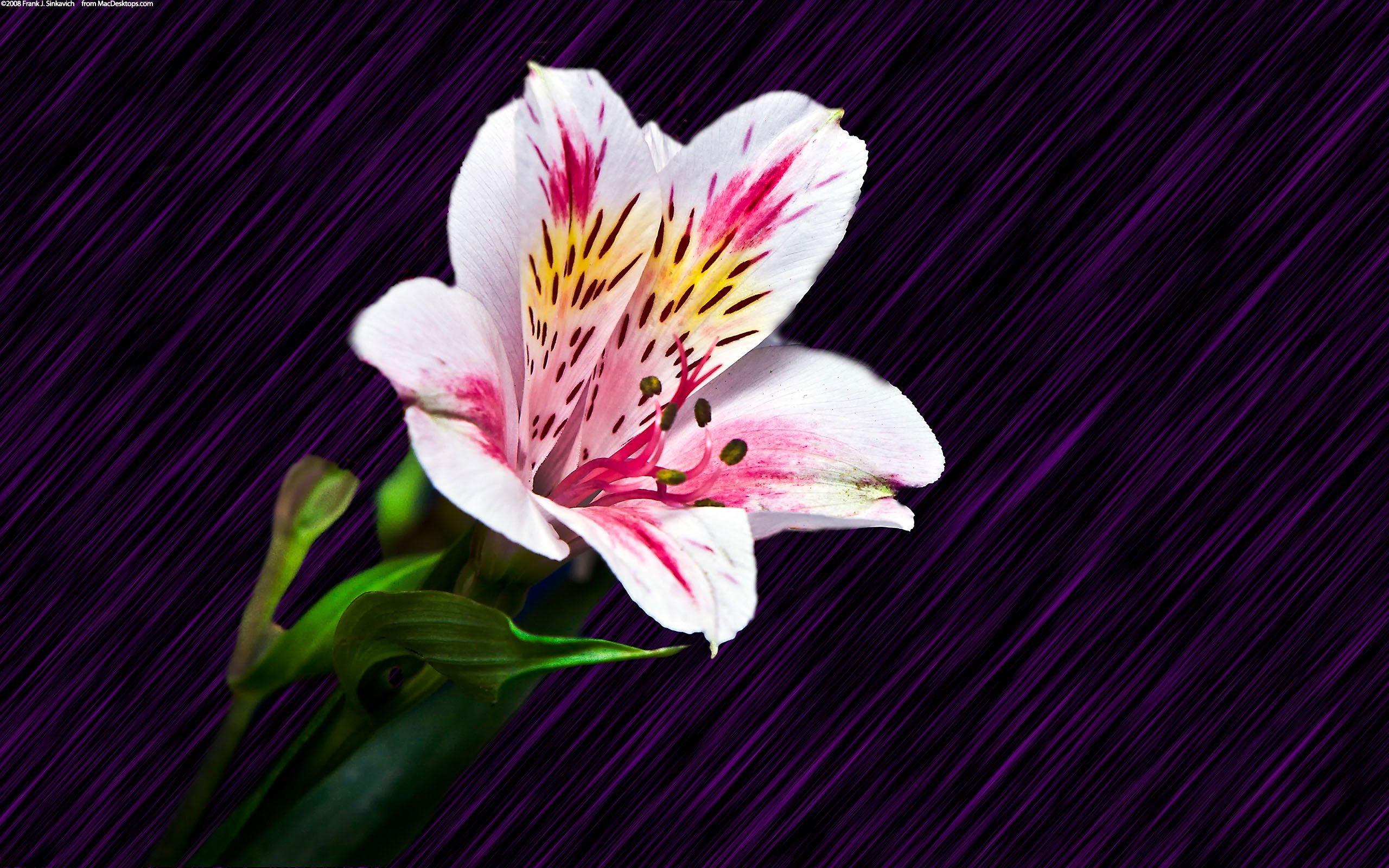 花卉,水仙,Daffodi,娇艳欲滴,儿童桌面专用