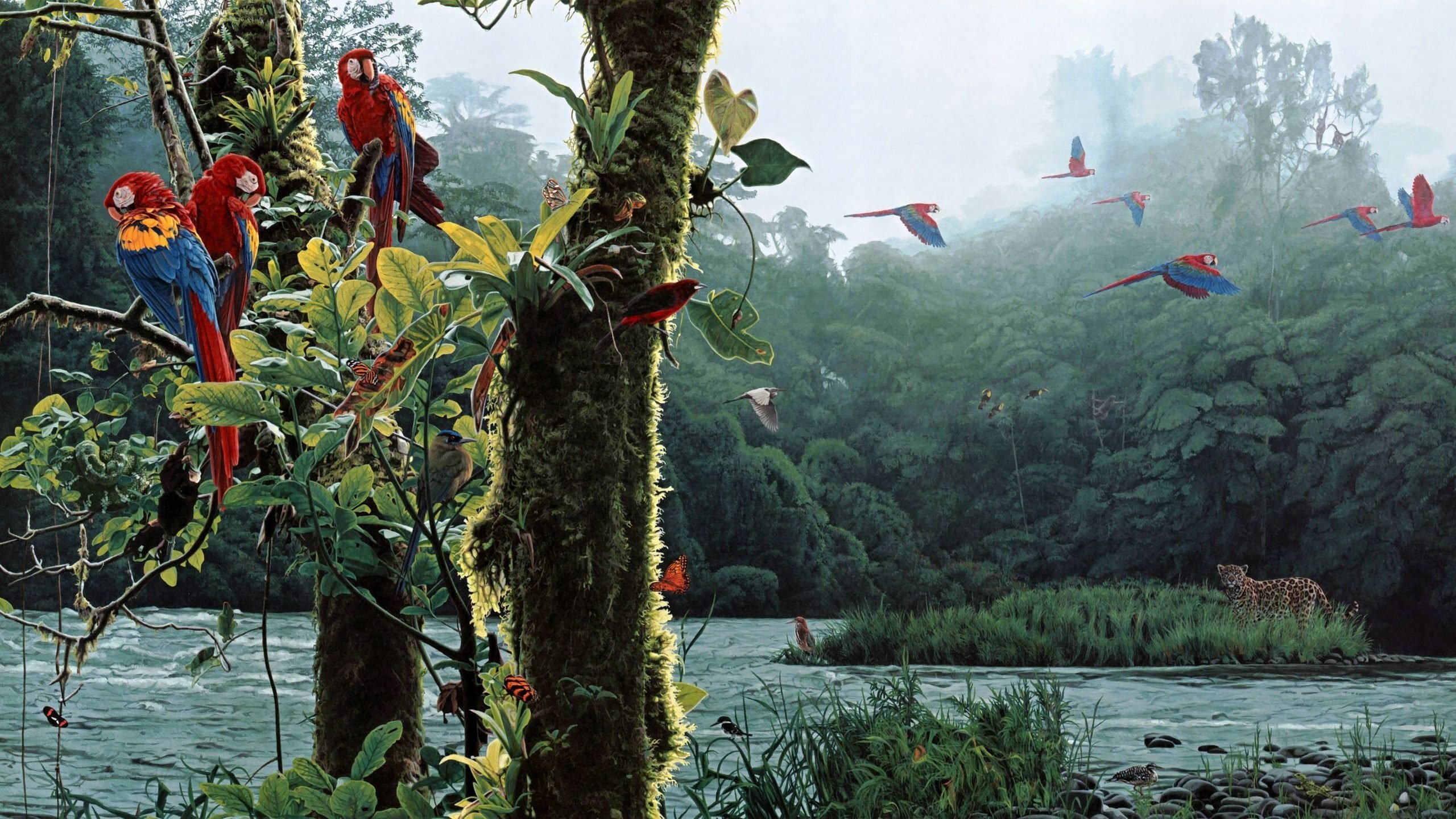 萌宠,小鸟天地,鹦鹉,十一月二十九日精选,儿童桌面专用