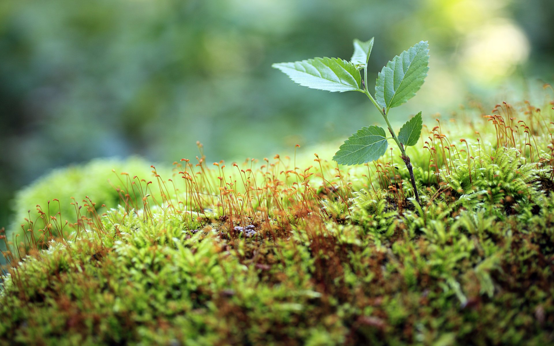 护眼壁纸,儿童桌面专用