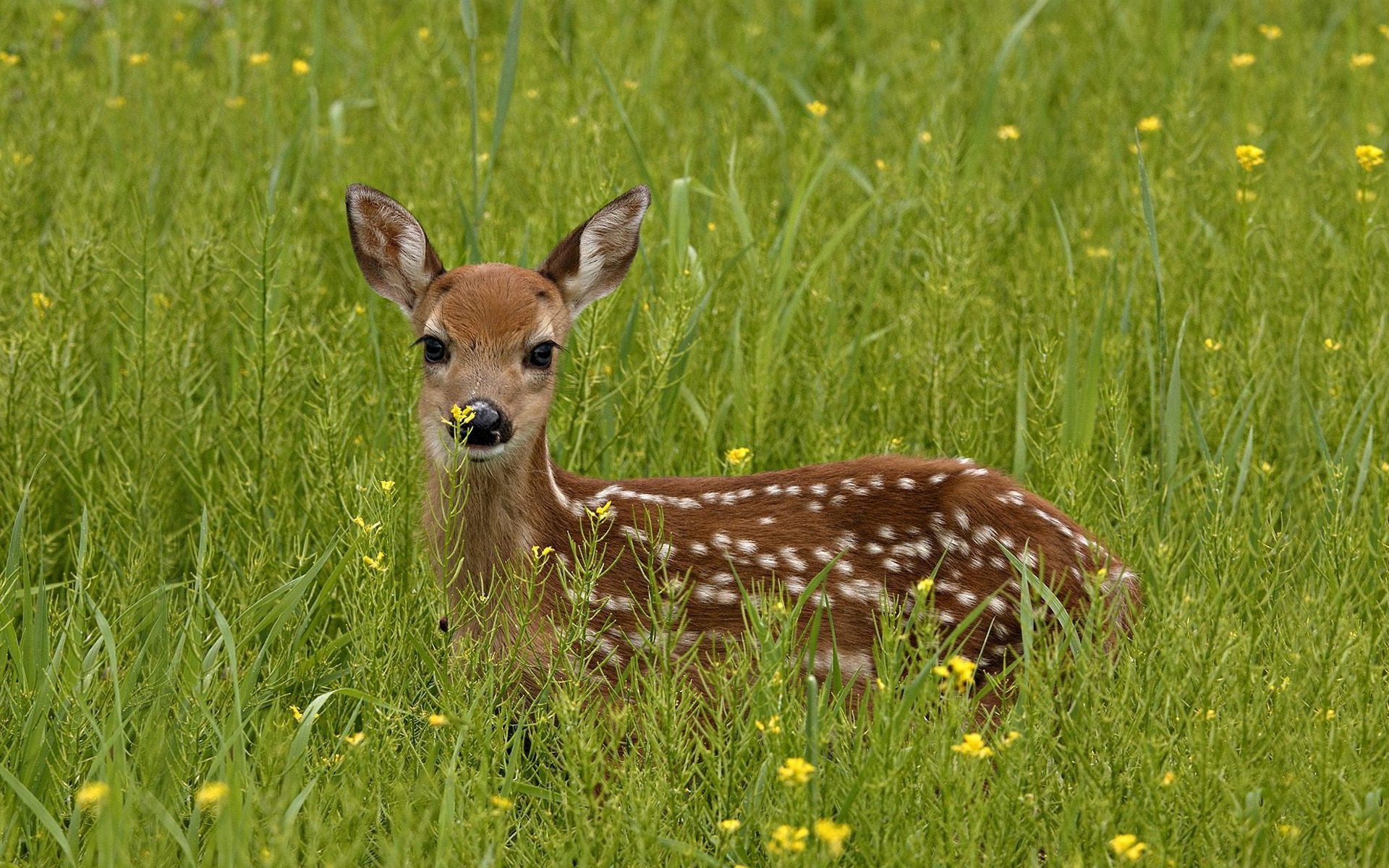 萌宠,野生动物,鹿,十一月二十九日精选,儿童桌面专用