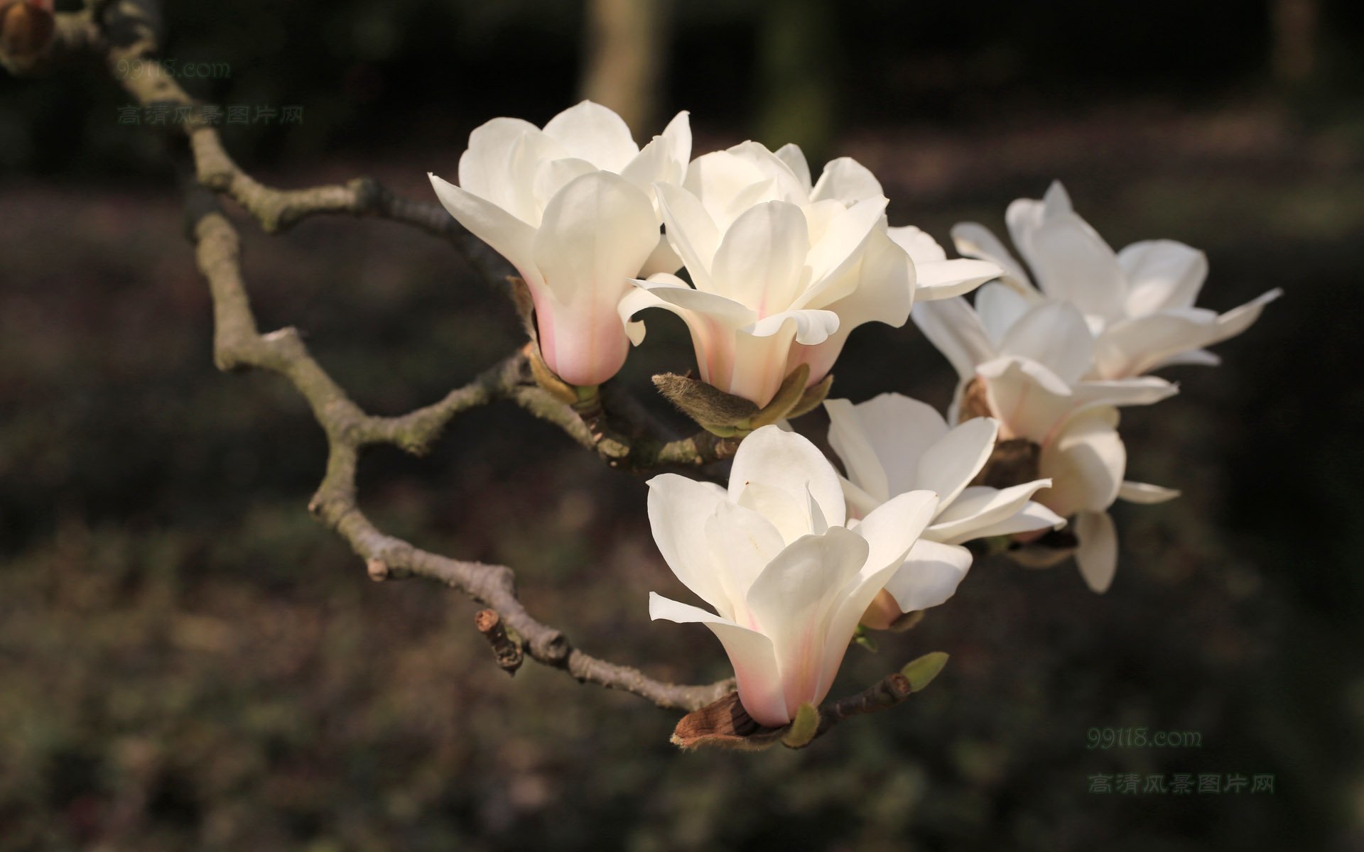 白玉兰,木兰,玉兰,娇艳欲滴,花卉,儿童桌面专用