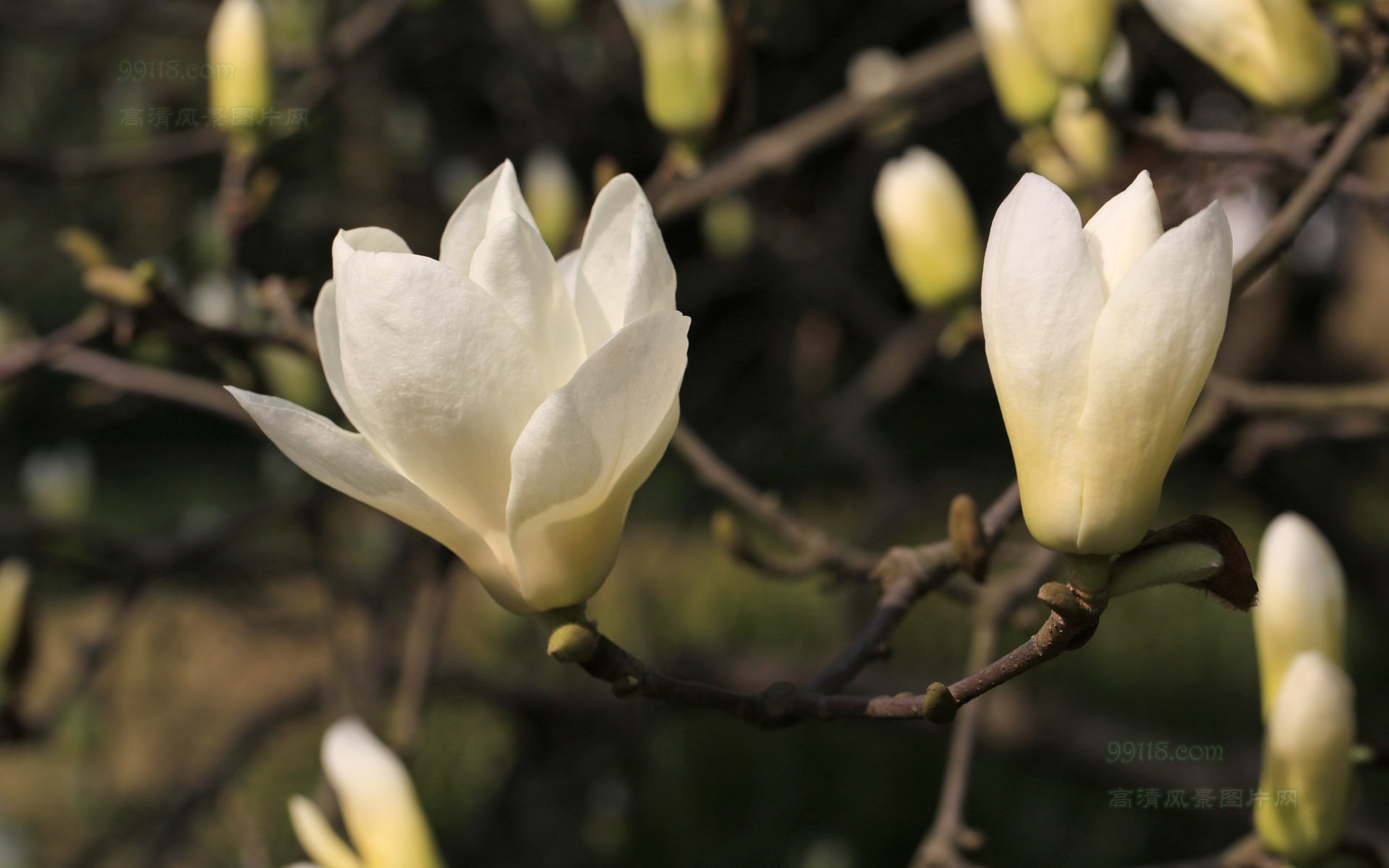 白玉兰,木兰,玉兰,花卉,清新淡雅,儿童桌面专用