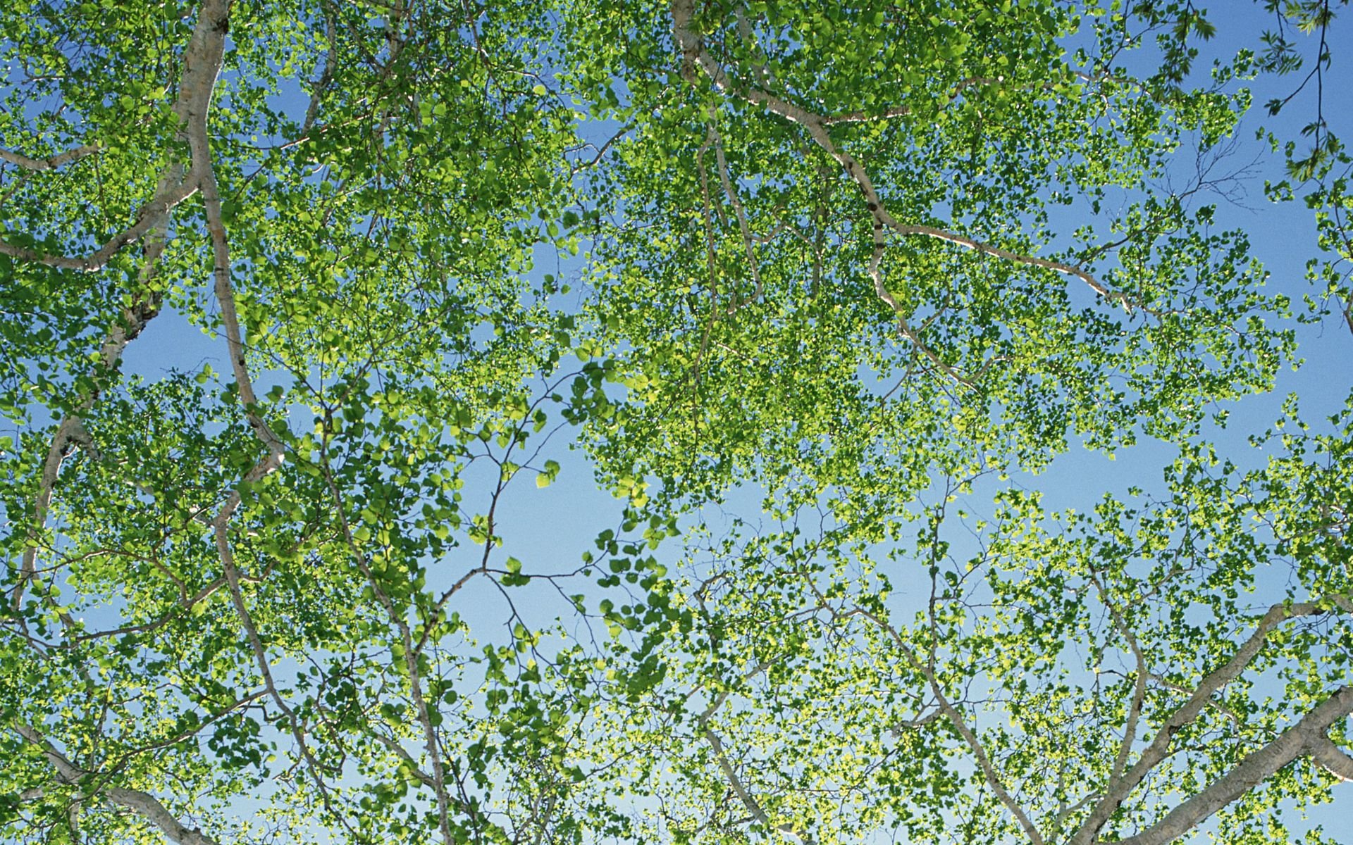 森林,树荫,护眼壁纸,儿童桌面专用