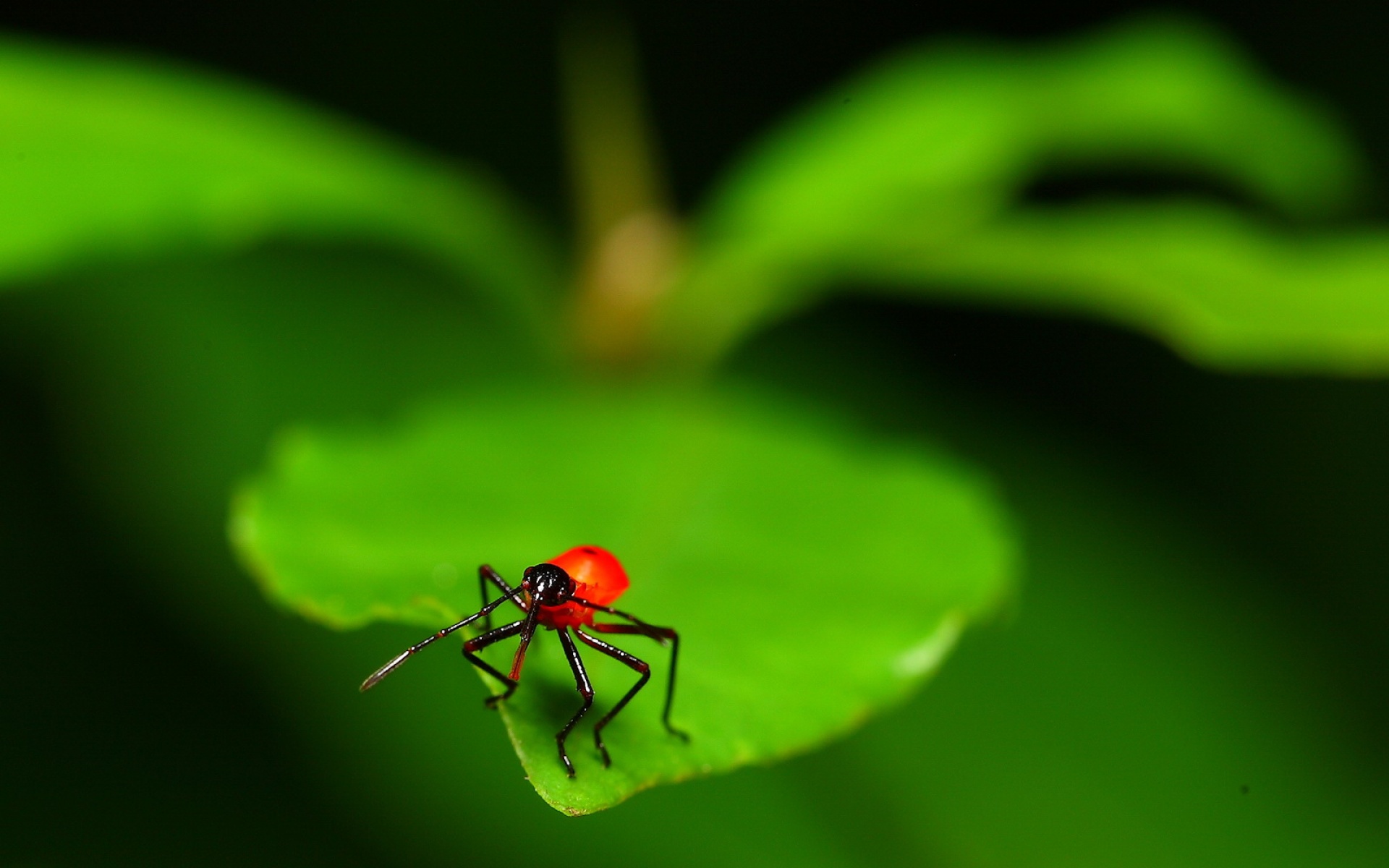 清新,植物,绿色,叶子,昆虫图,2012Y十月31D,儿童桌面专用