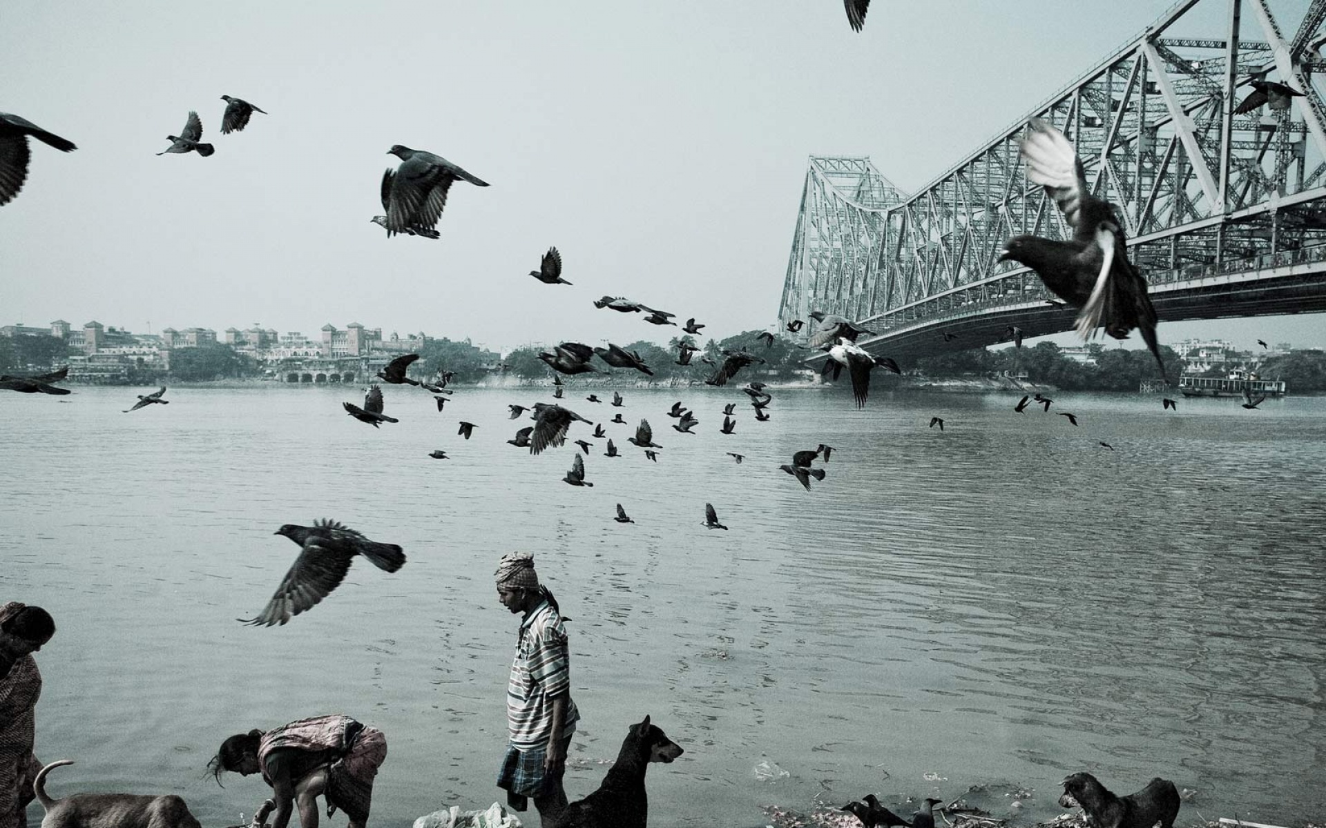 世界地理,动物,高清,2012Y十一月03D,儿童桌面专用