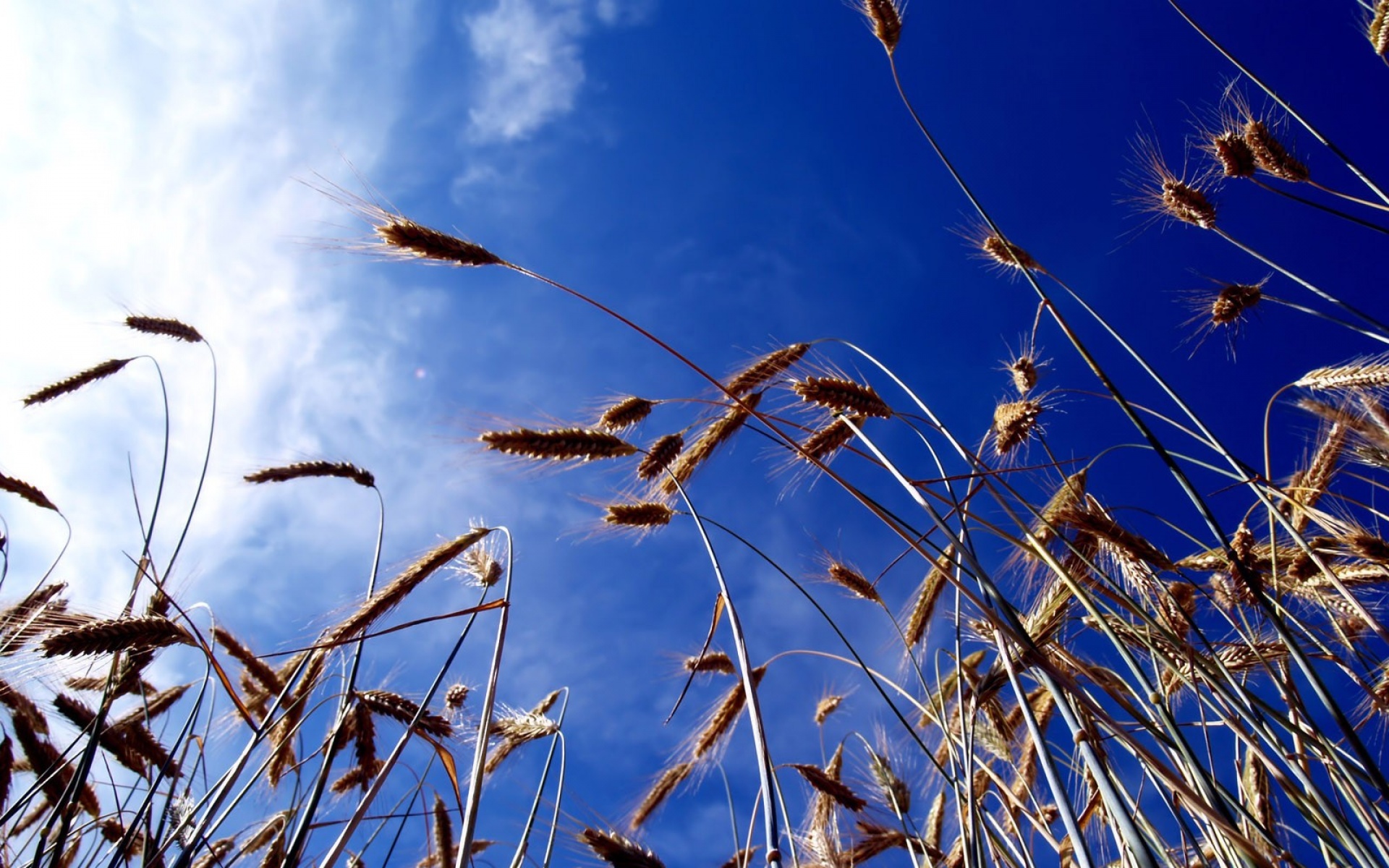 植物,天空,清新淡雅,小清新,淡雅,绿植,儿童桌面专用