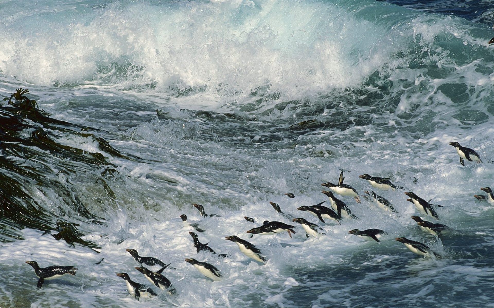 萌宠,海底世界,儿童桌面专用