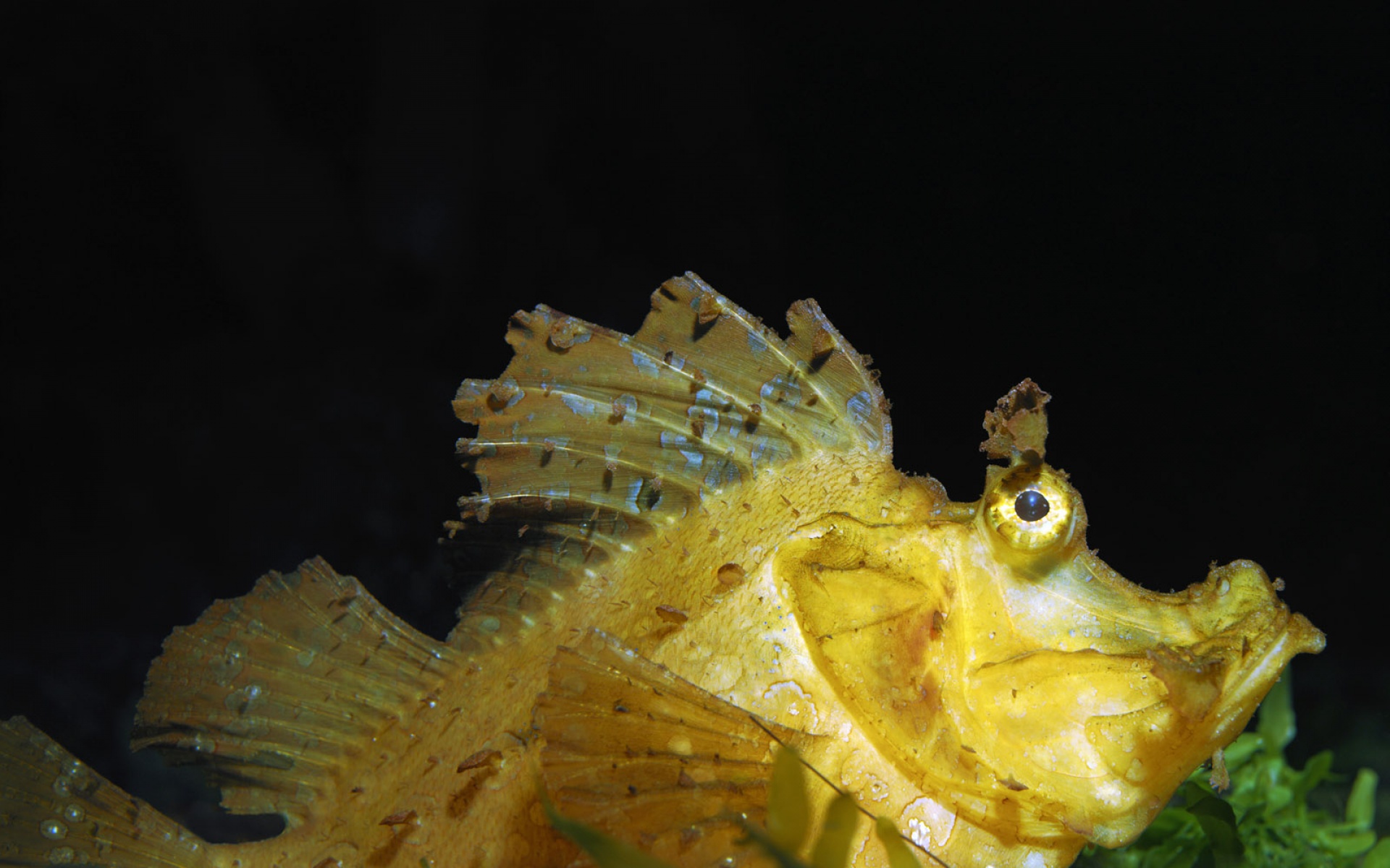 萌宠,鱼,海底世界,儿童桌面专用