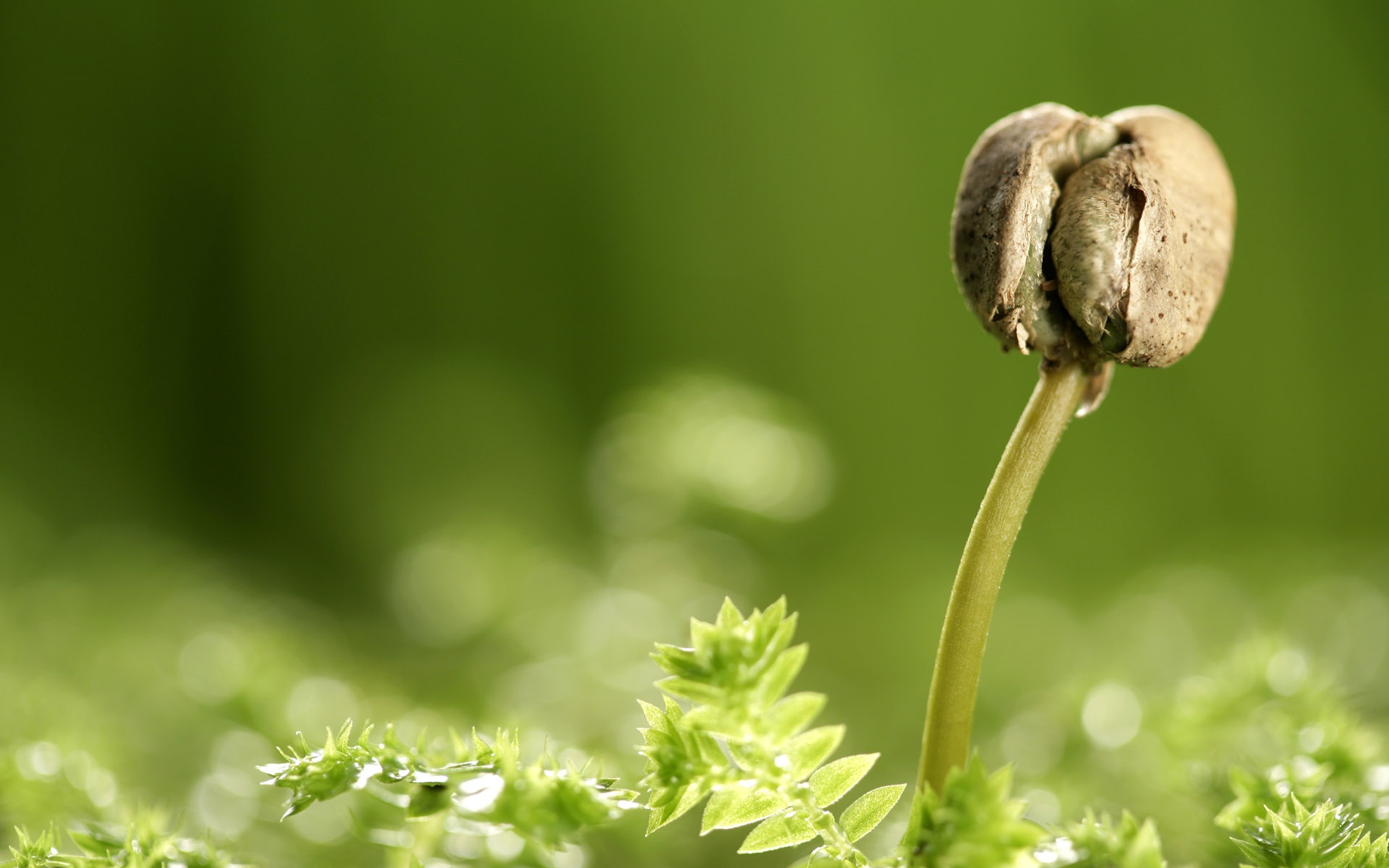 小清新,护眼壁纸,绿色,儿童桌面专用