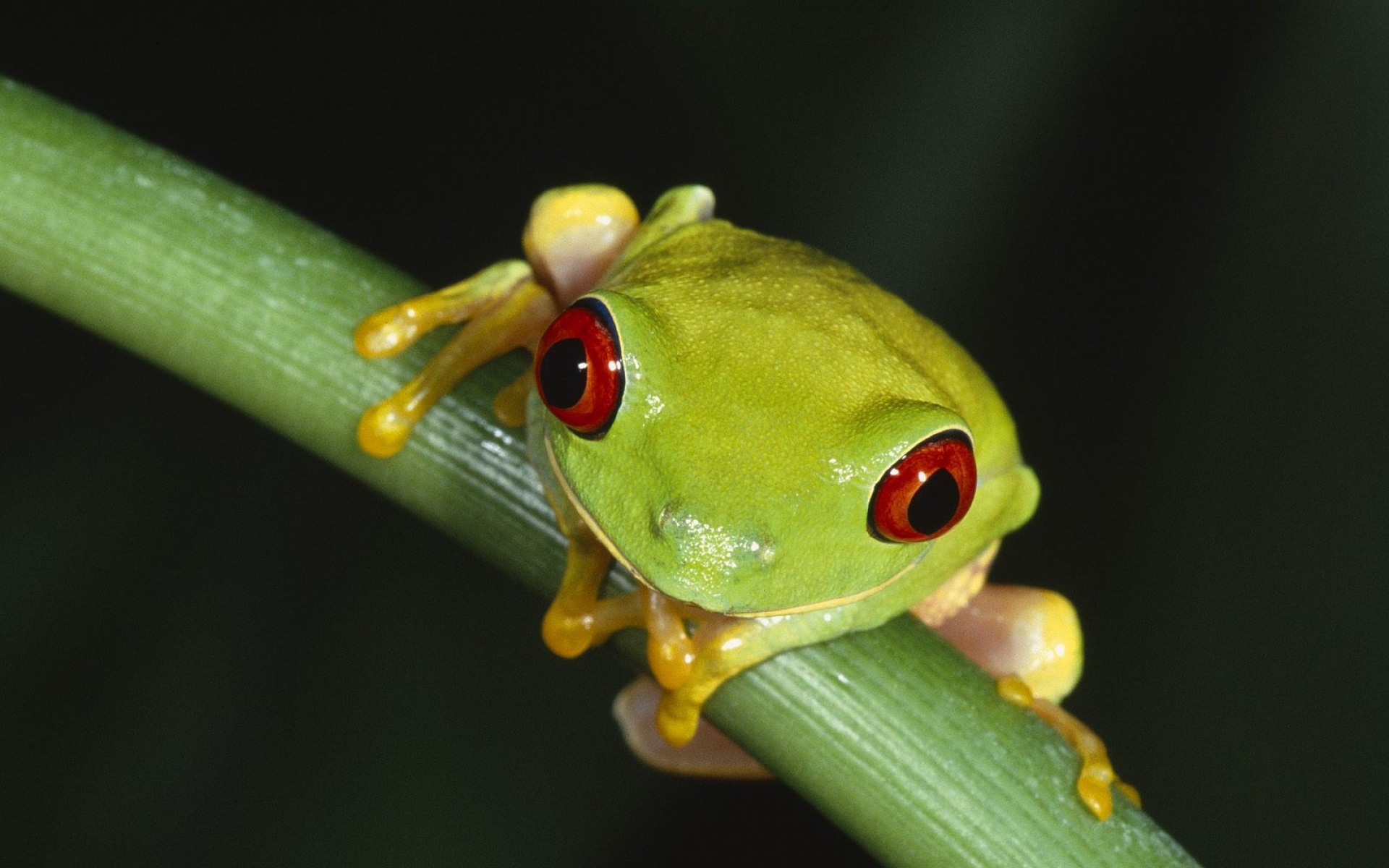 萌宠动物,野生动物,儿童桌面专用