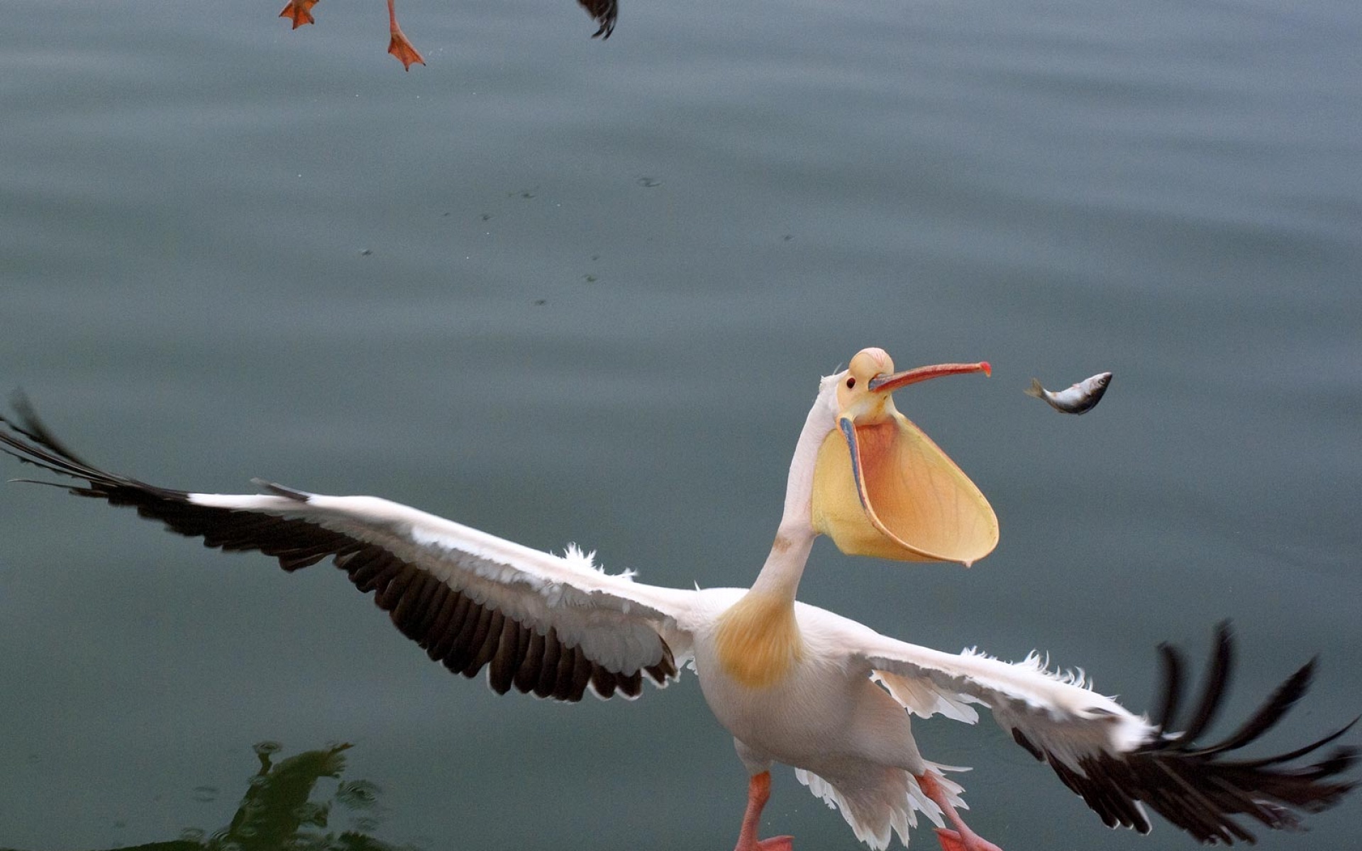 国家地理杂志,摄影,风光,风景,2012Y十月31D,儿童桌面专用
