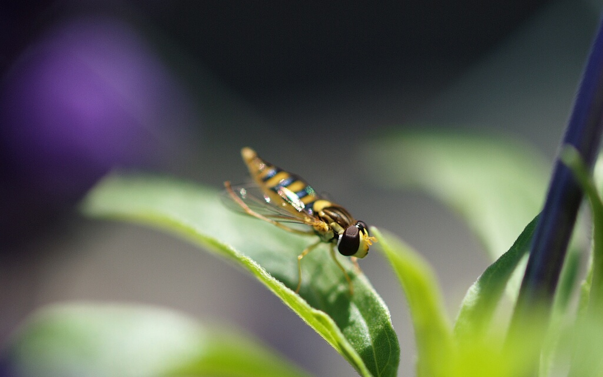 萌宠动物,野生动物,儿童桌面专用