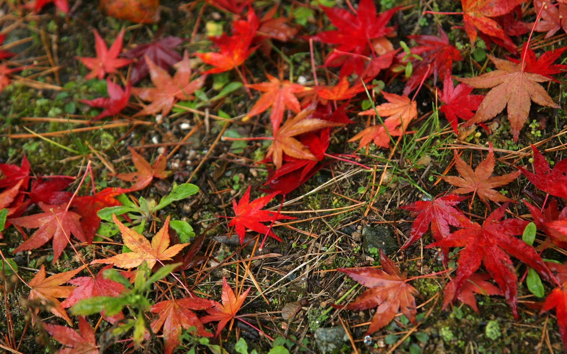 小清新,静物写真,枫叶,儿童桌面专用
