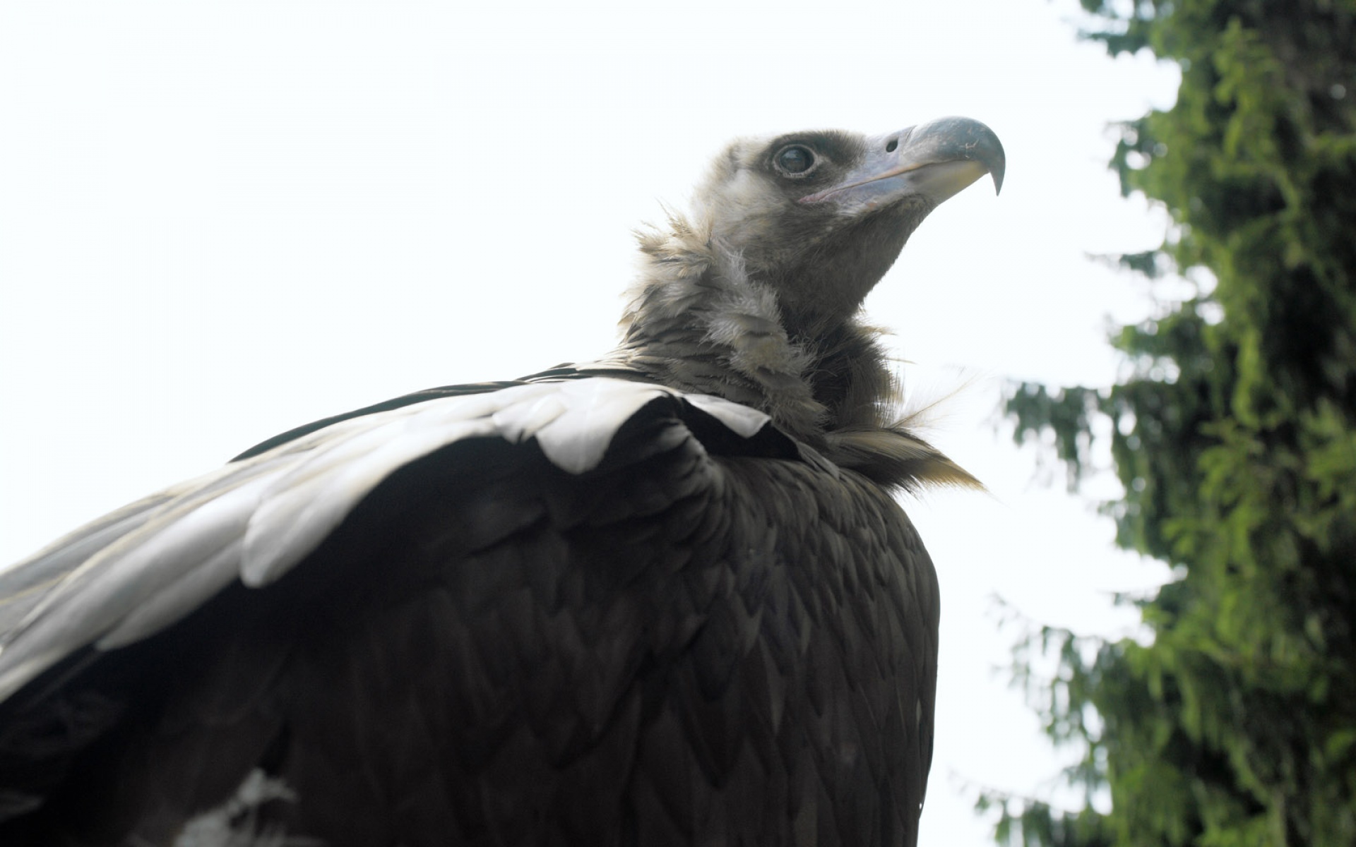 萌宠动物,野生动物,儿童桌面专用