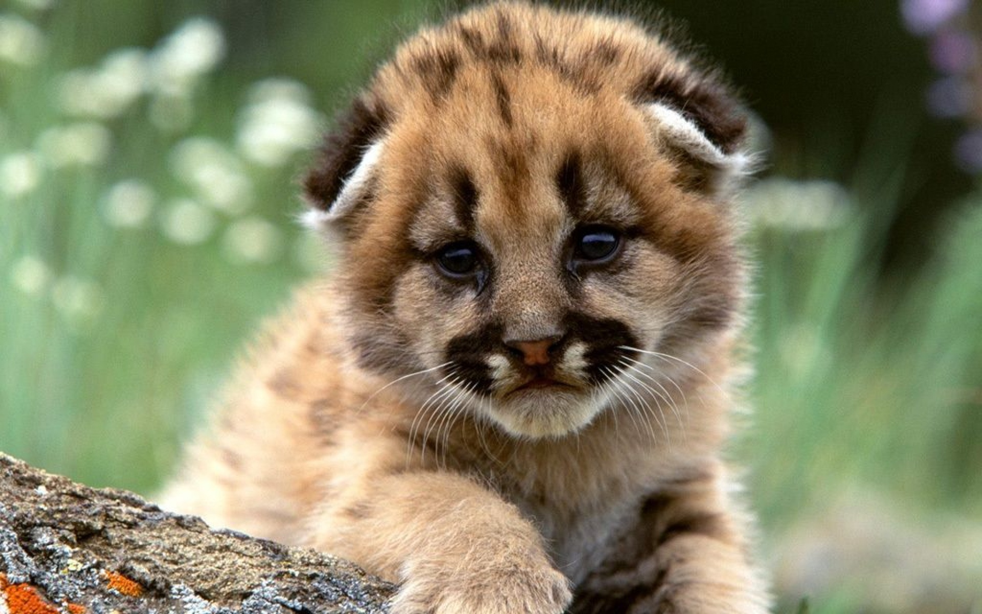 卖萌图,儿童桌面专用