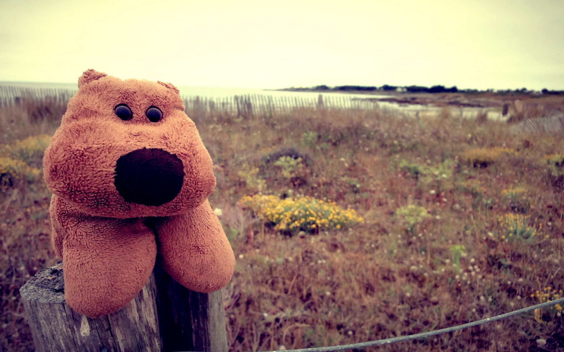 小清新,静物写真,静物,小熊,玩偶,儿童桌面专用