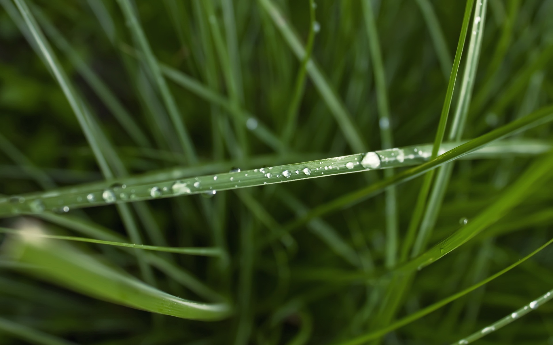 小清新,护眼壁纸,绿色,儿童桌面专用