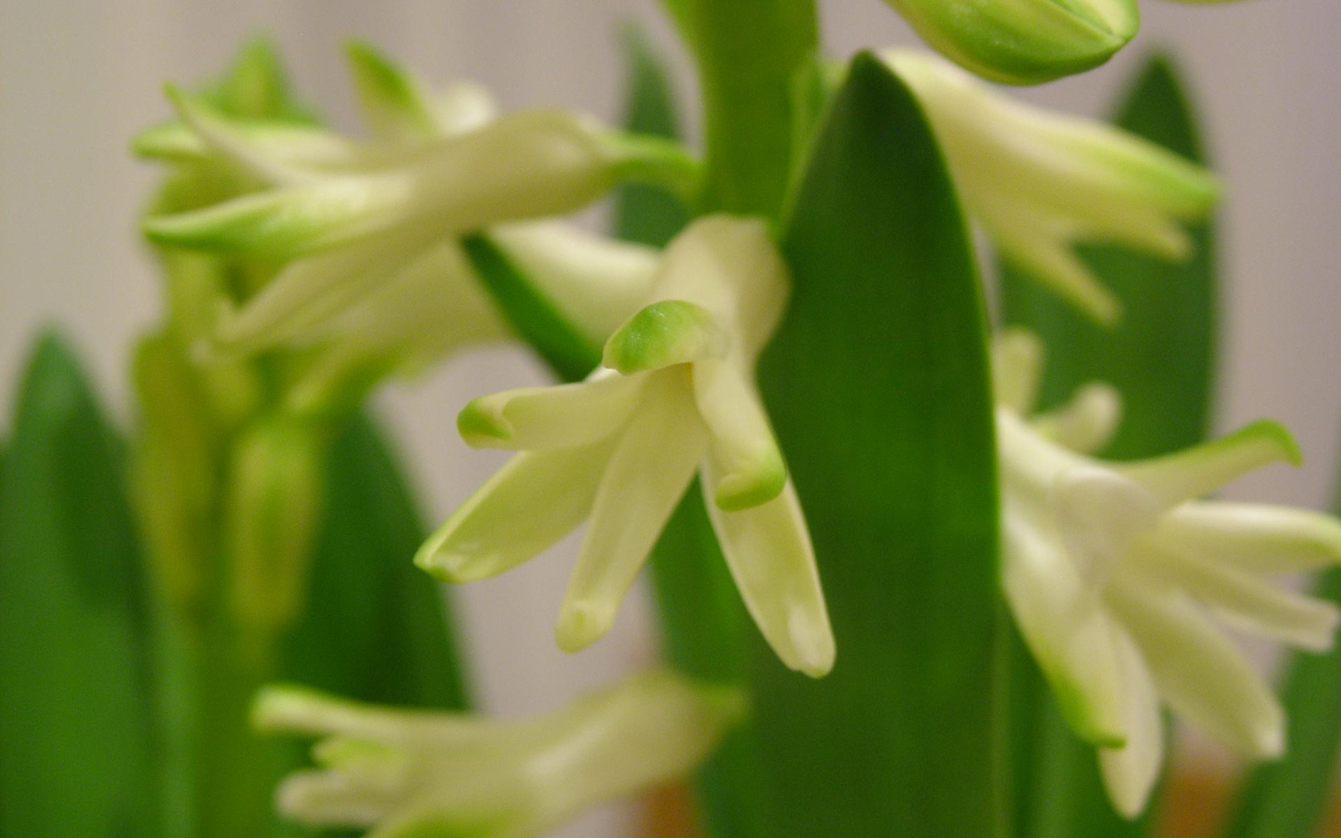 花卉,风信子,护眼壁纸,儿童桌面专用